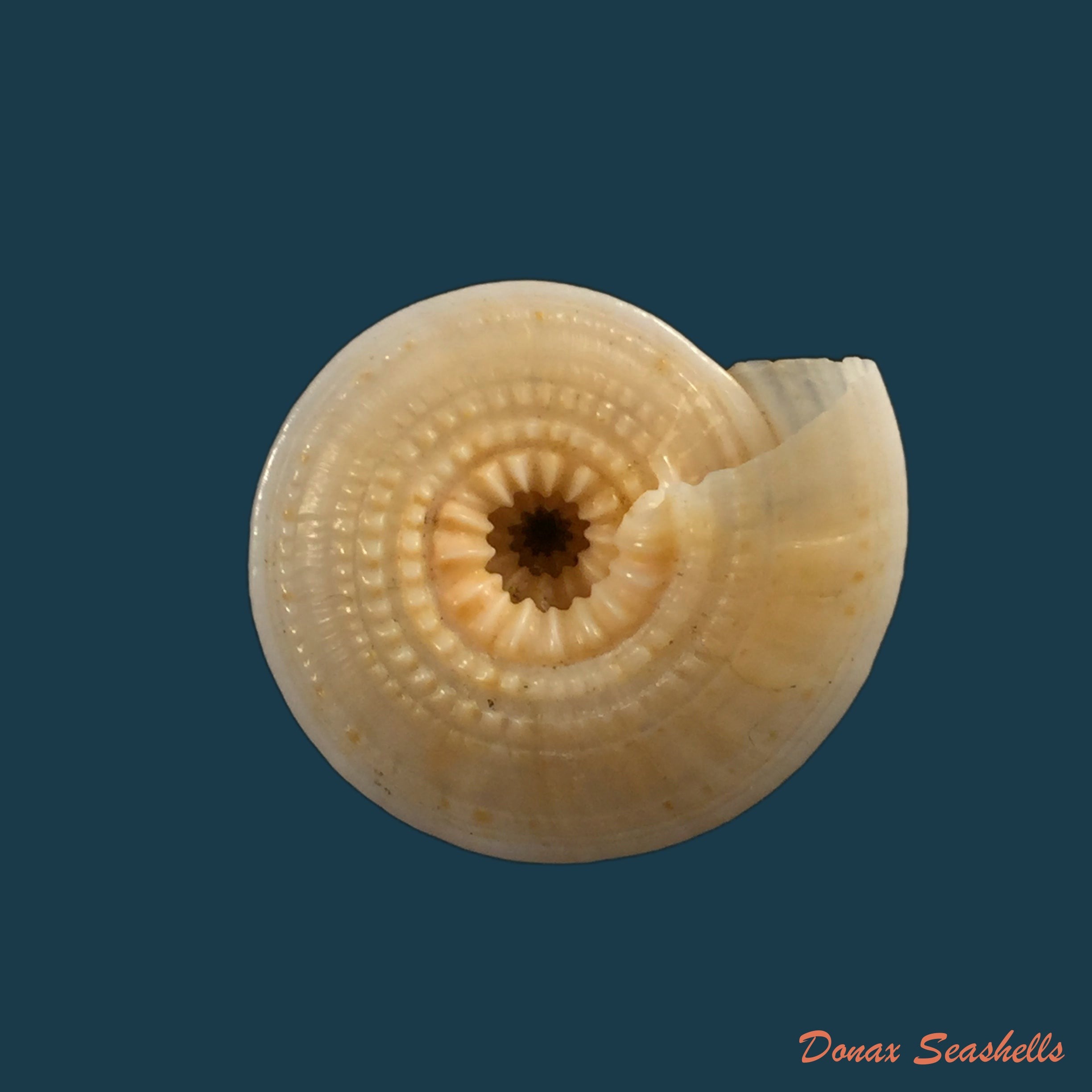 copia-de-architectonica-nobilis-roding-1798-29-5mm