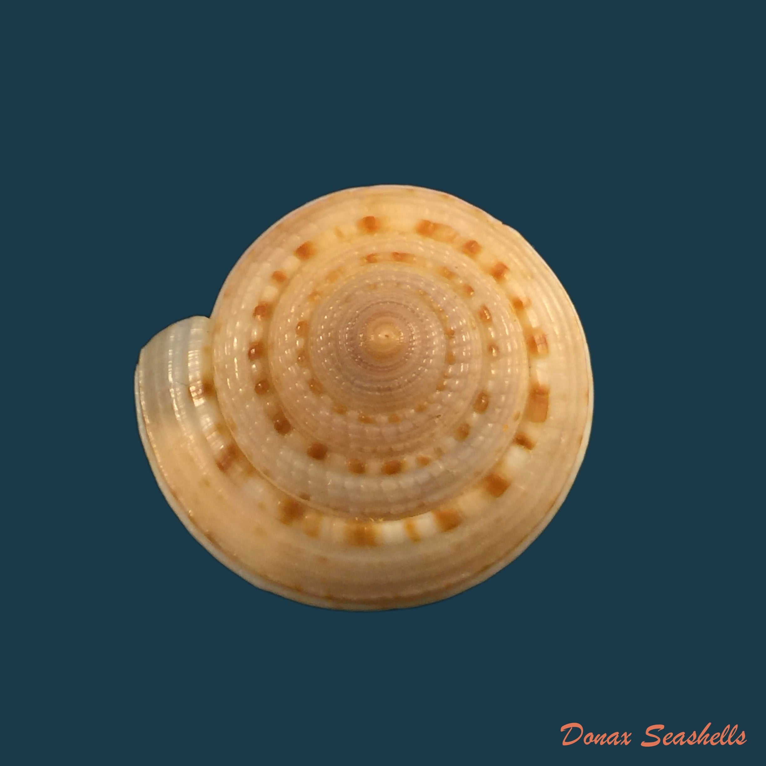 copia-de-architectonica-nobilis-roding-1798-33mm