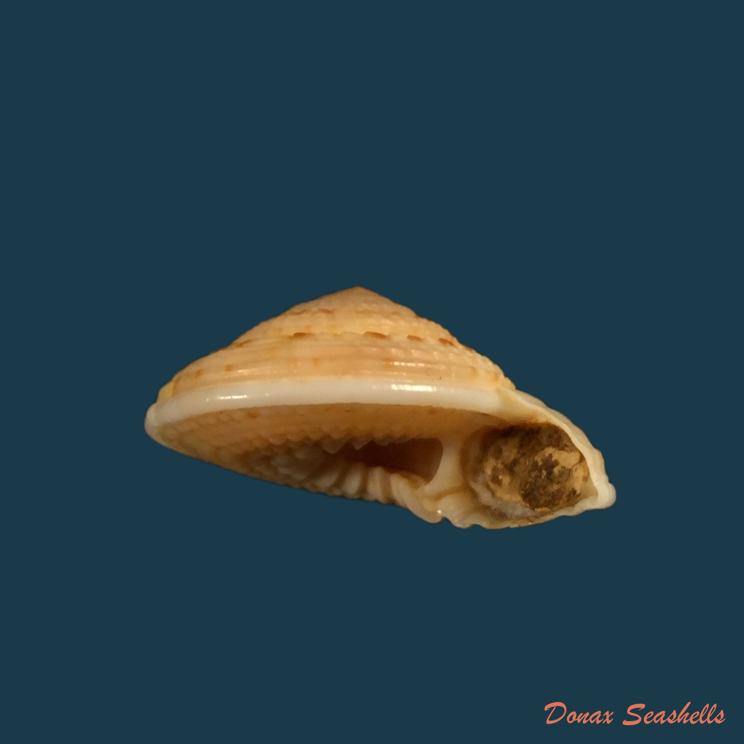copia-de-architectonica-nobilis-roding-1798-33mm
