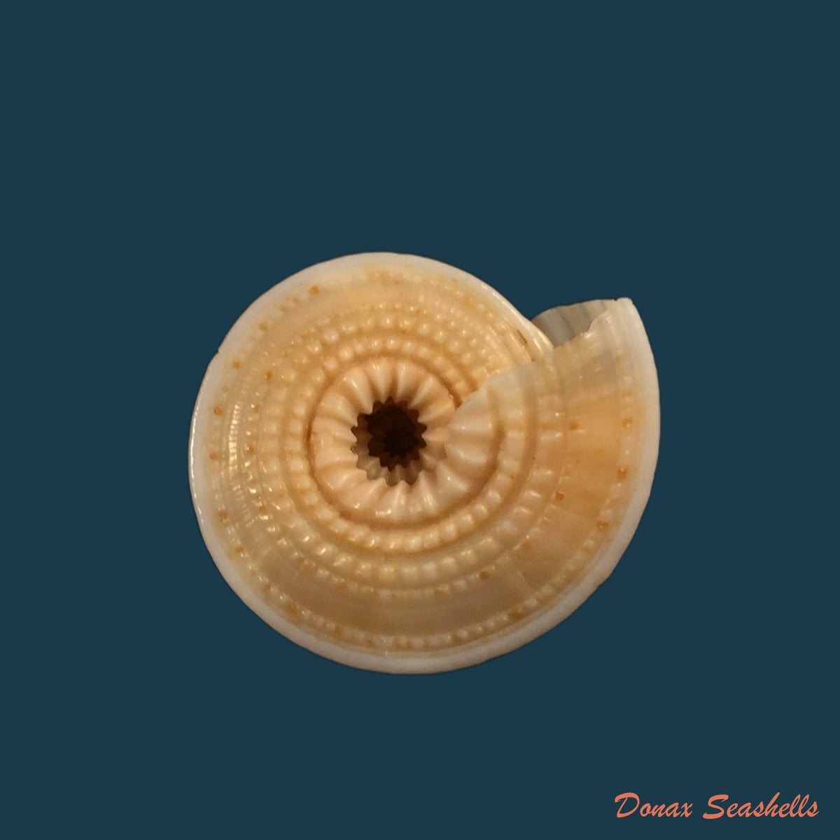 copia-de-architectonica-nobilis-roding-1798-33mm