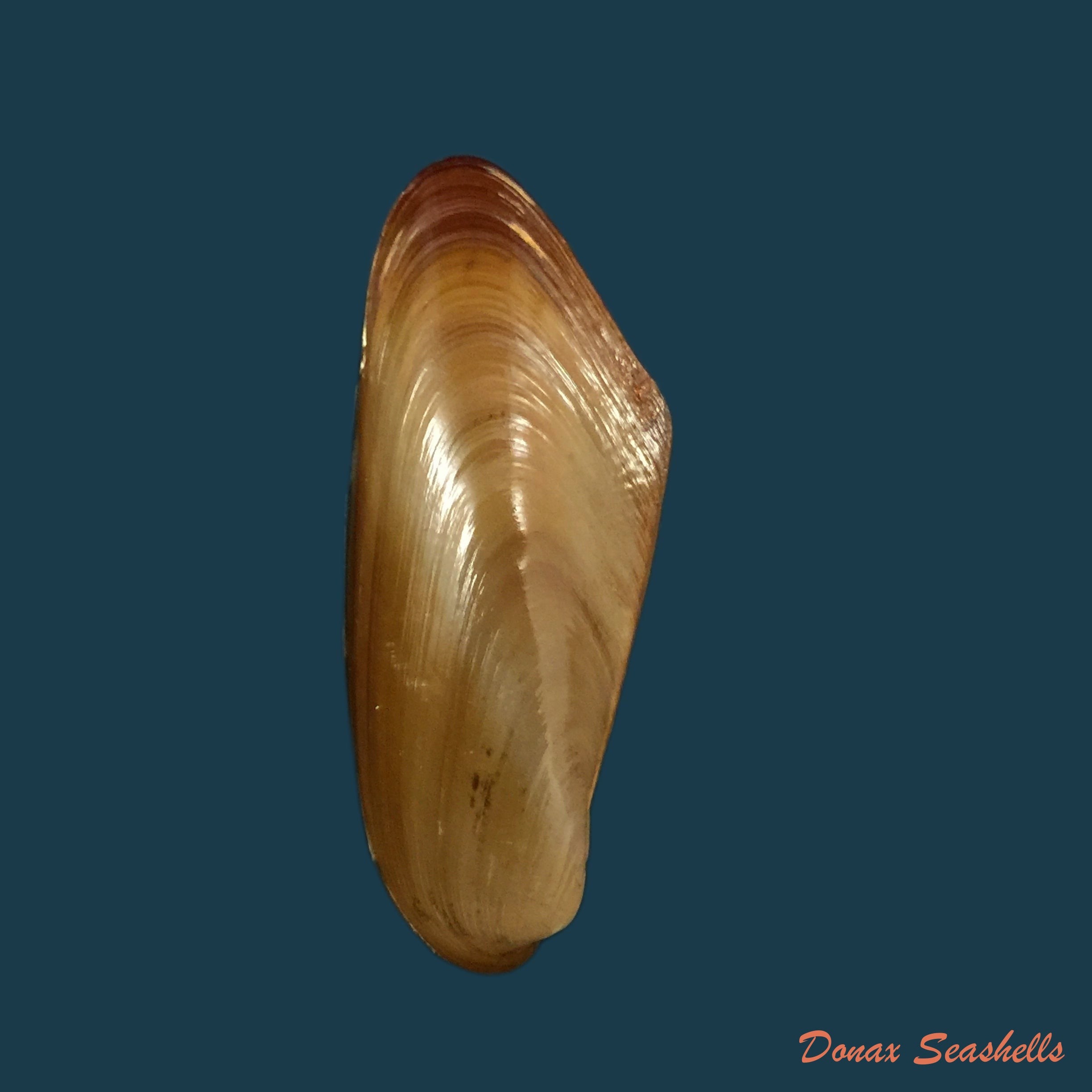 copia-de-arcuatula-senhousia-benson-1842-28-1mm