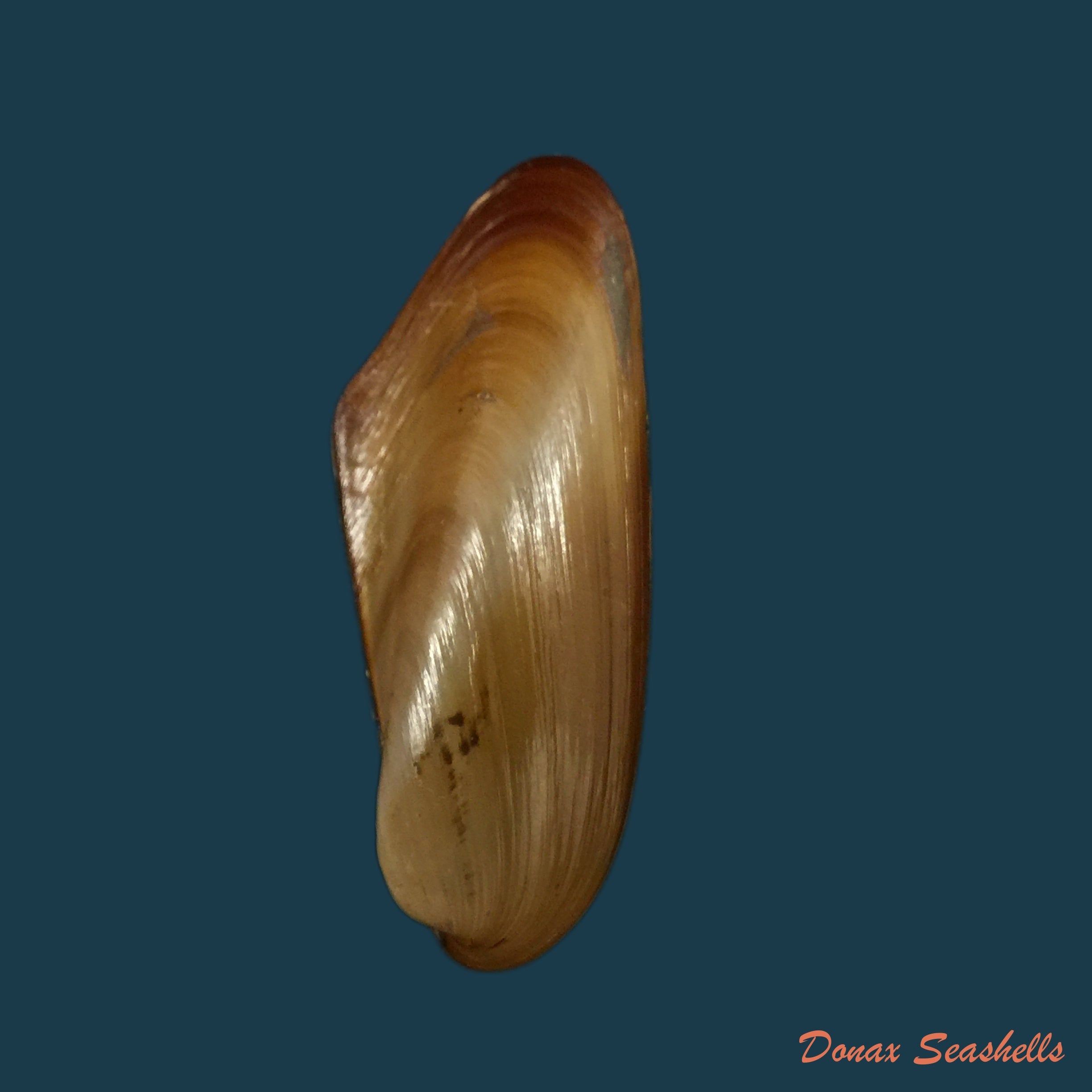 copia-de-arcuatula-senhousia-benson-1842-28-1mm