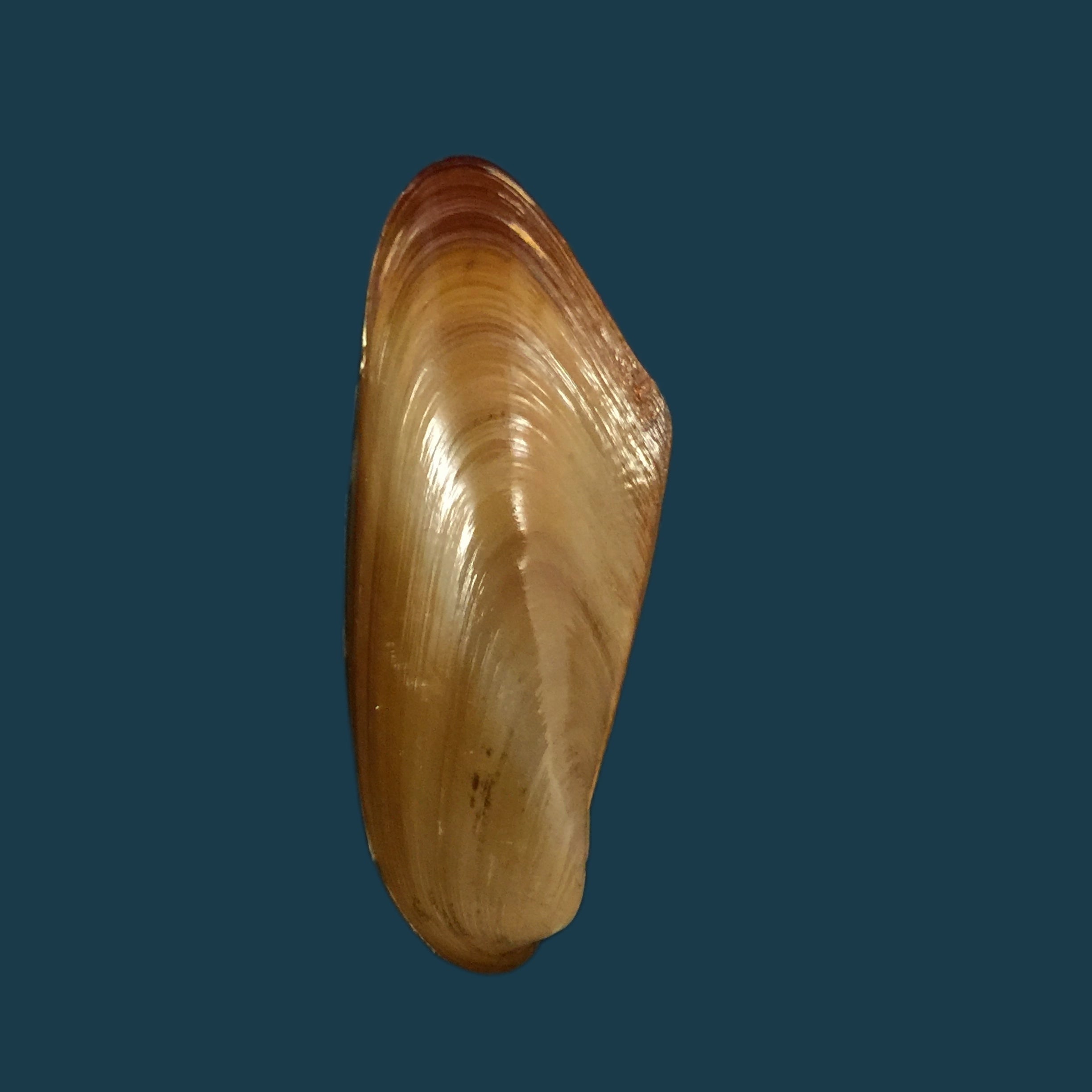 Modiolus sp - 41,7毫米