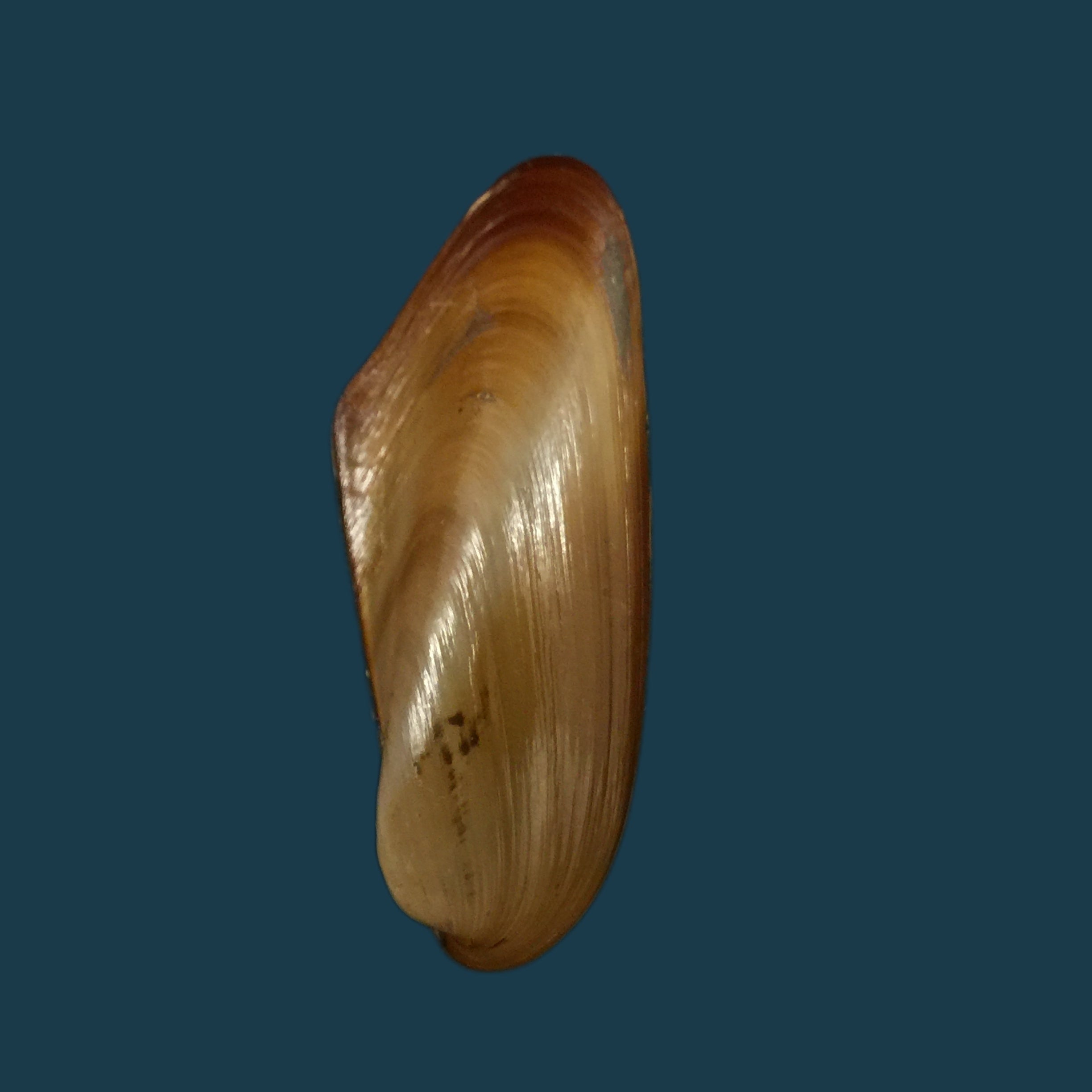 Modiolus sp - 41,7毫米