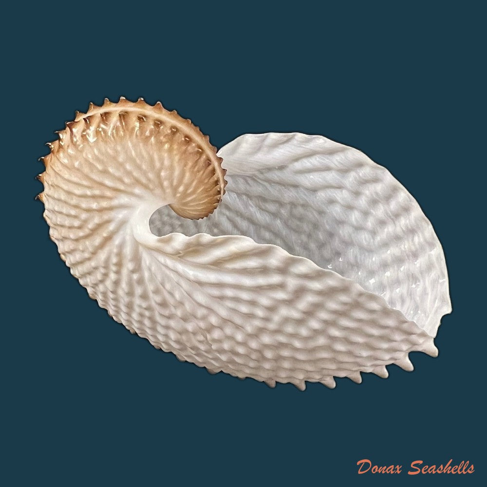 copia-de-argonauta-nodosus-lightfoot-1786-154-4mm