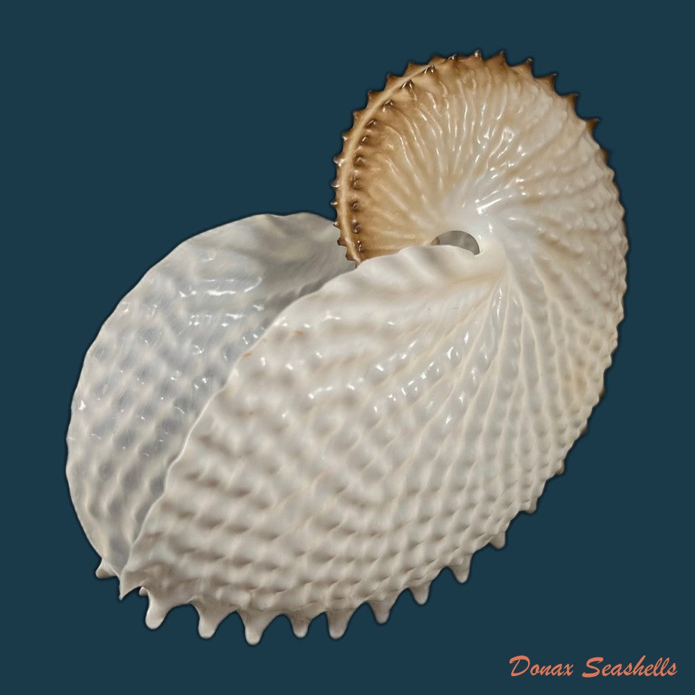 copia-de-argonauta-nodosus-lightfoot-1786-154-4mm
