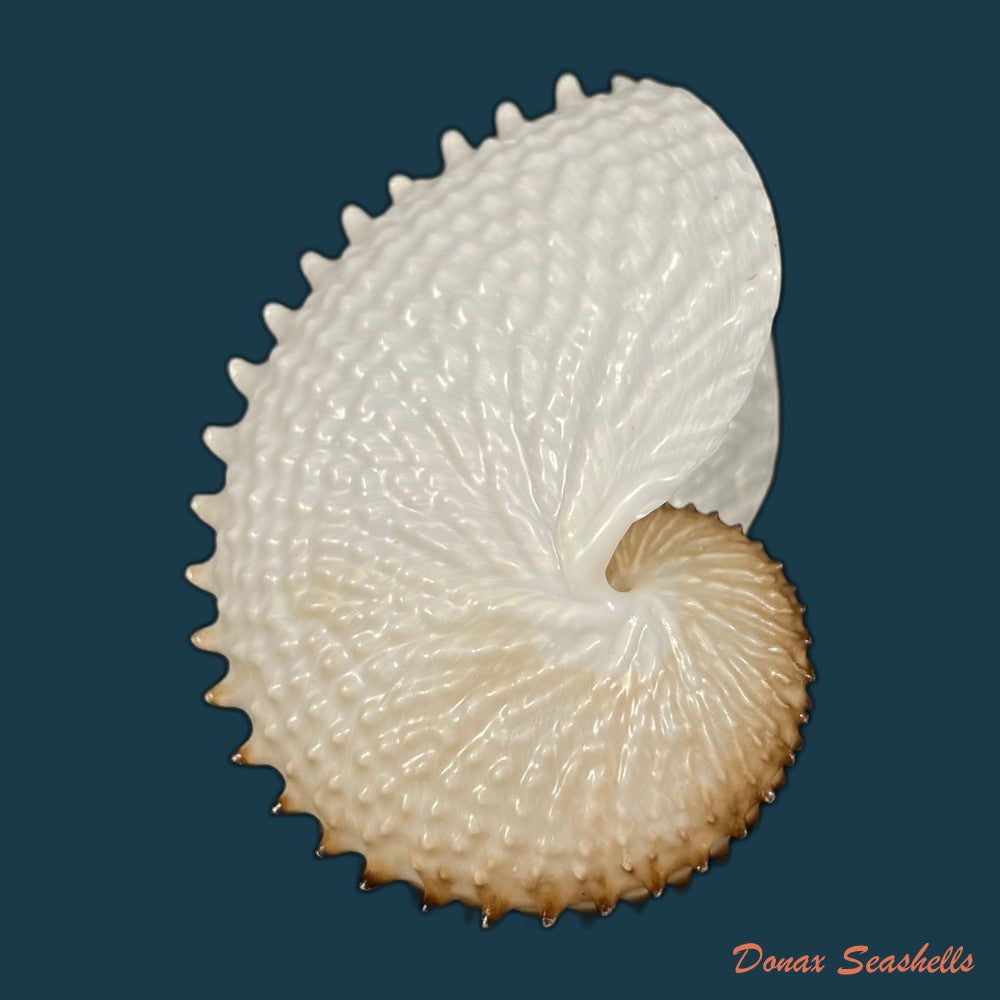 copia-de-argonauta-nodosus-lightfoot-1786-154-4mm