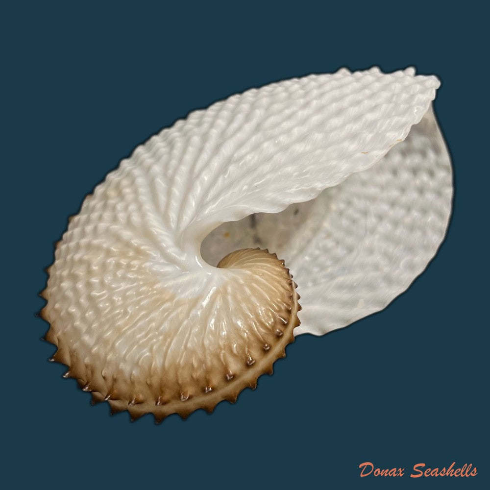 copia-de-argonauta-nodosus-lightfoot-1786-154-4mm