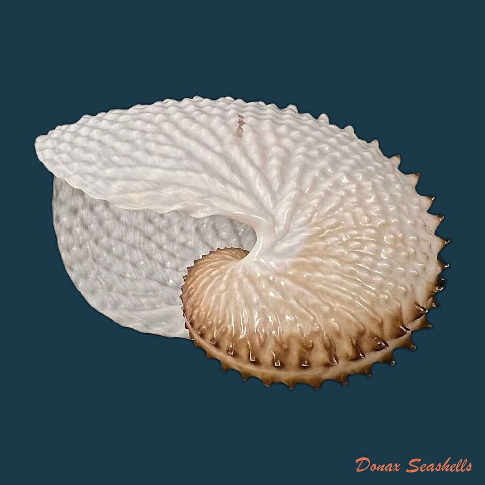 copia-de-argonauta-nodosus-lightfoot-1786-154-4mm