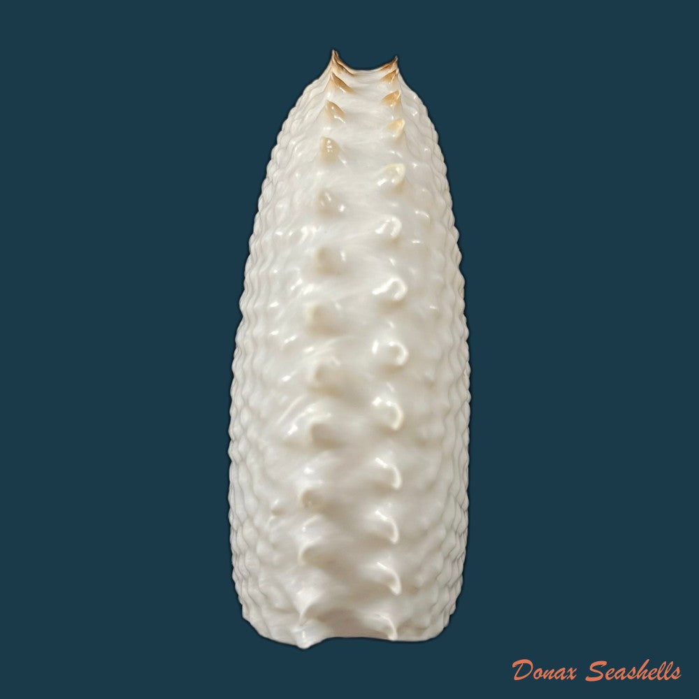 copia-de-argonauta-nodosus-lightfoot-1786-154-4mm