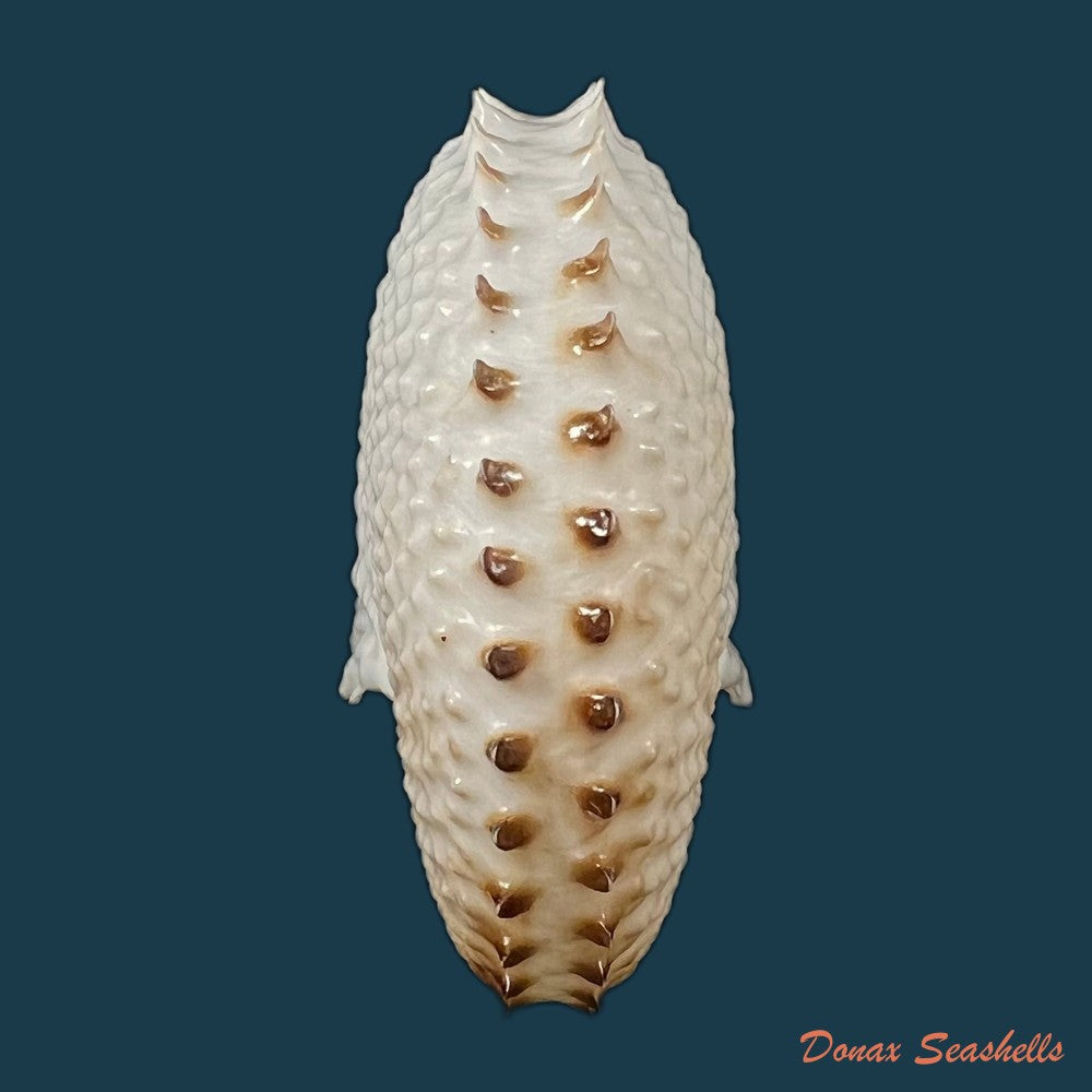 copia-de-argonauta-nodosus-lightfoot-1786-154-4mm