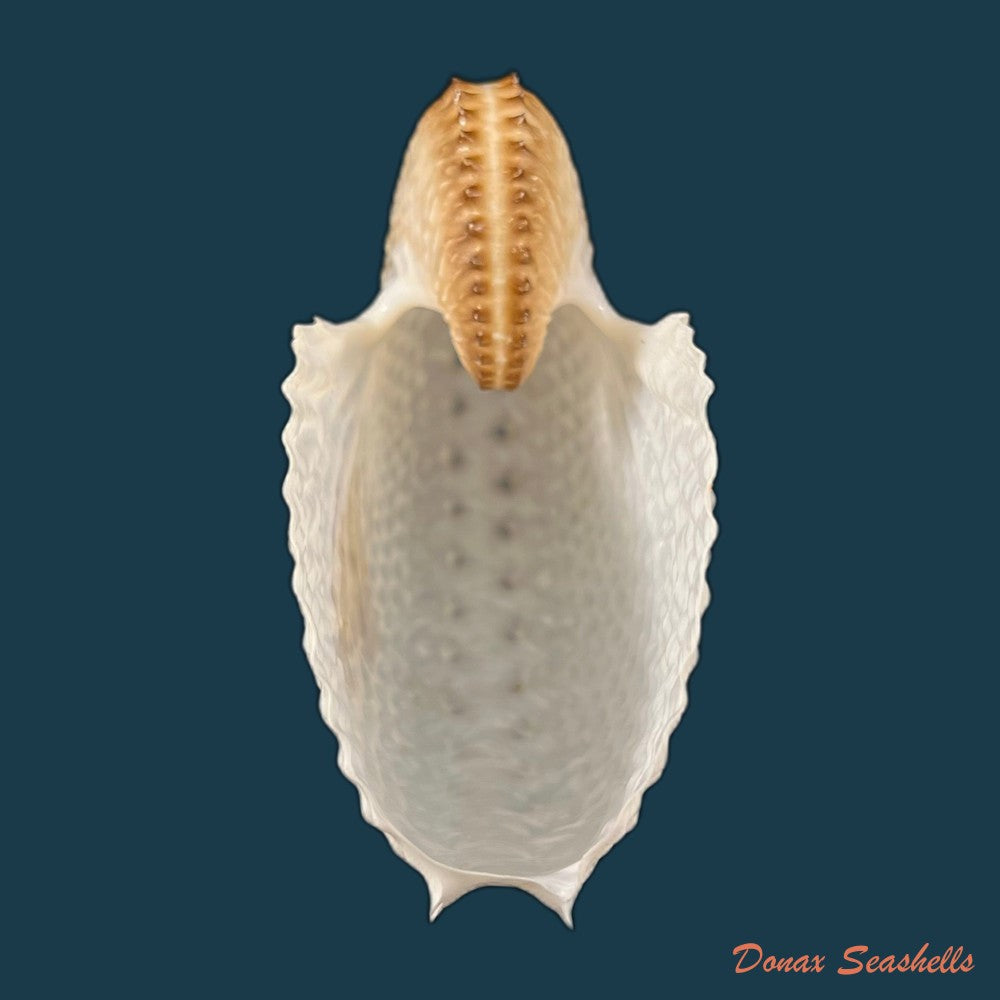 copia-de-argonauta-nodosus-lightfoot-1786-154-4mm