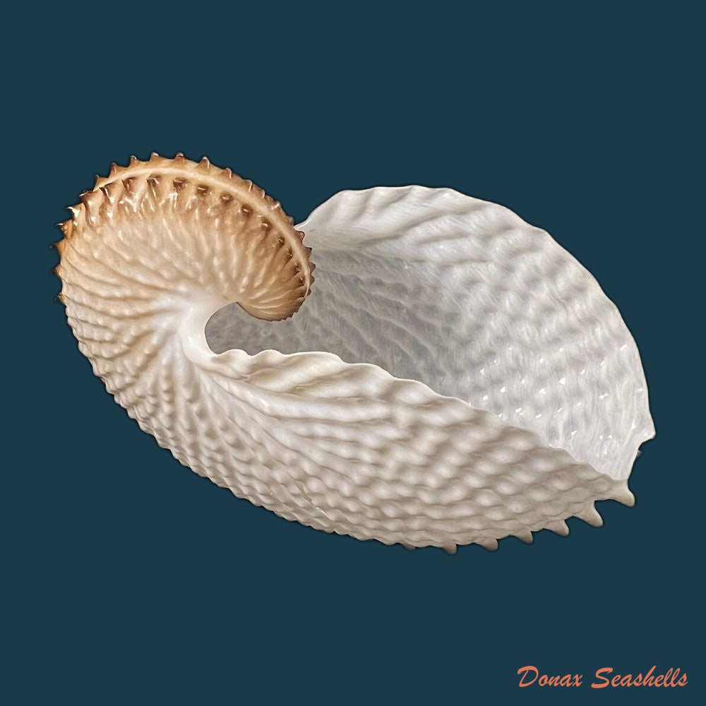 copia-de-argonauta-nodosus-lightfoot-1786-154-4mm