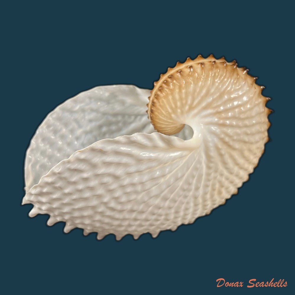copia-de-argonauta-nodosus-lightfoot-1786-154-4mm
