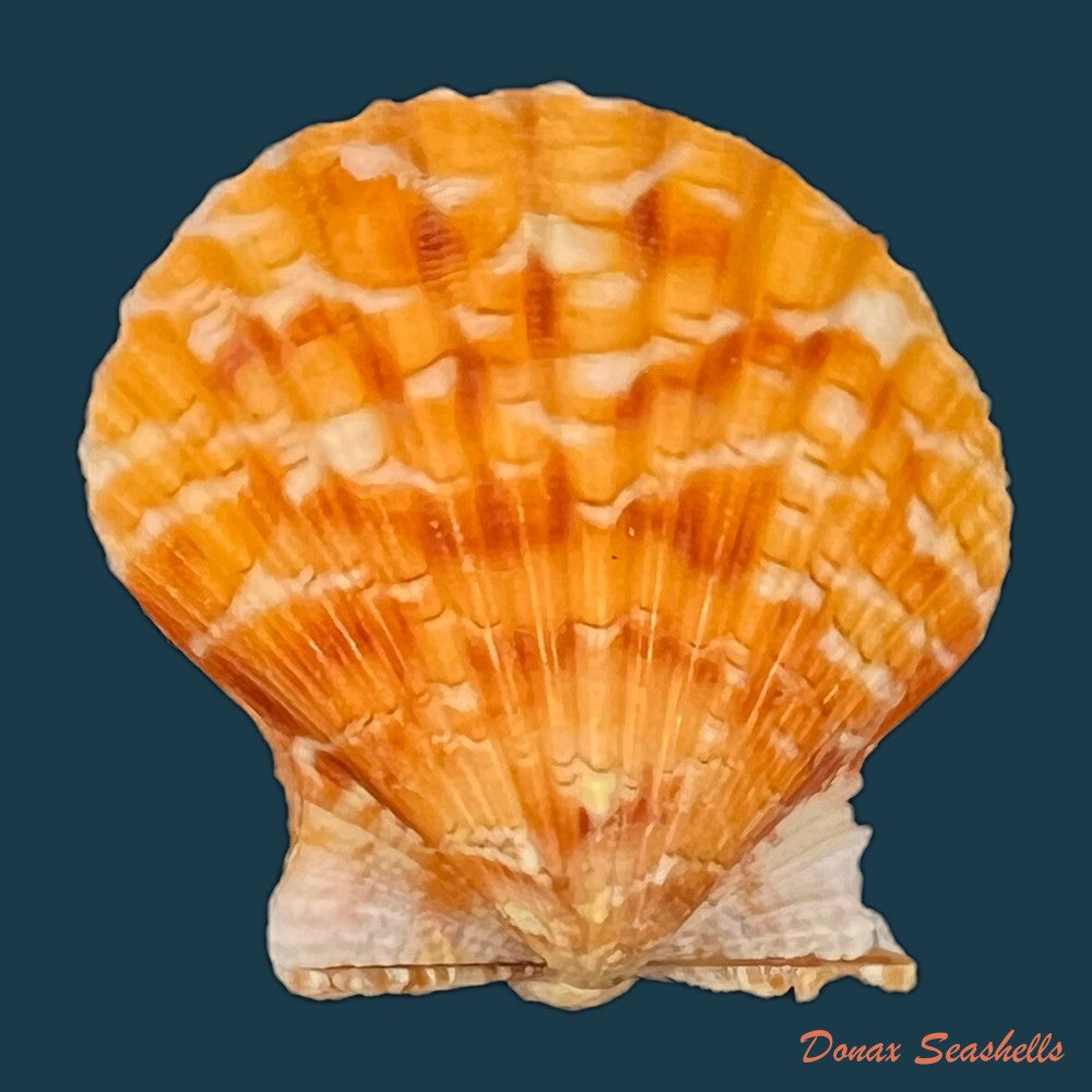 copia-de-argopecten-noronhensis-e-a-smith-1885-22mm