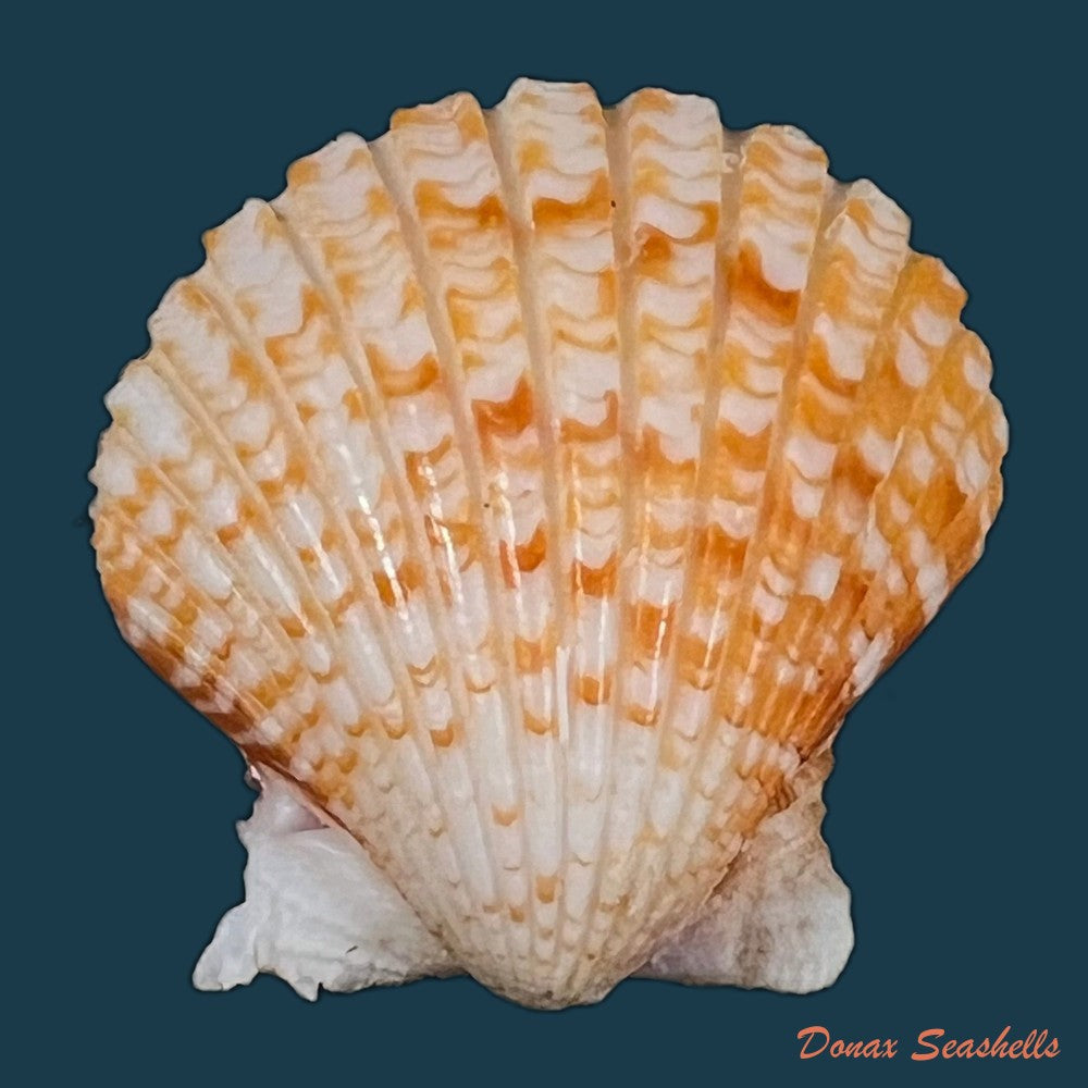 copia-de-argopecten-noronhensis-e-a-smith-1885-22mm