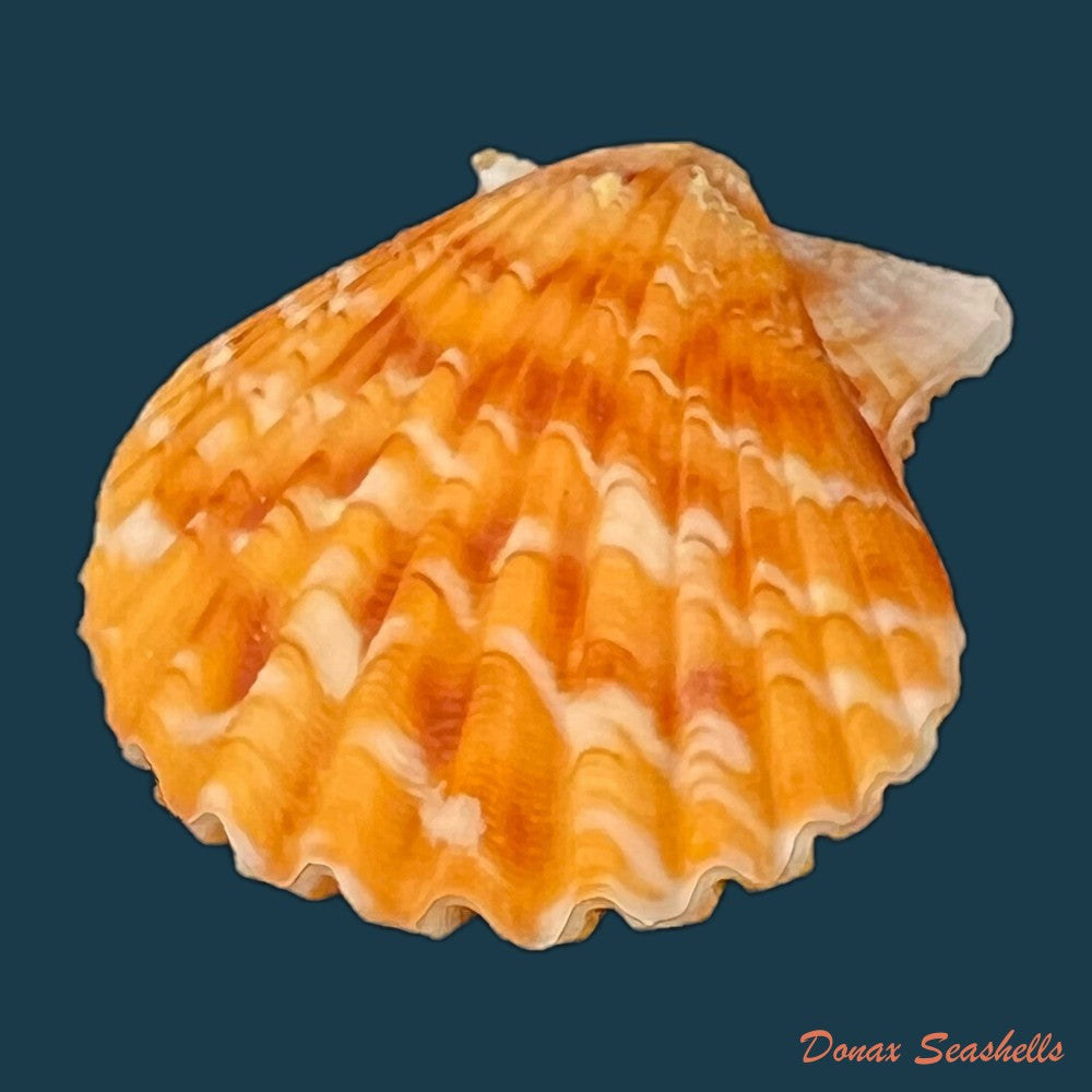 copia-de-argopecten-noronhensis-e-a-smith-1885-22mm
