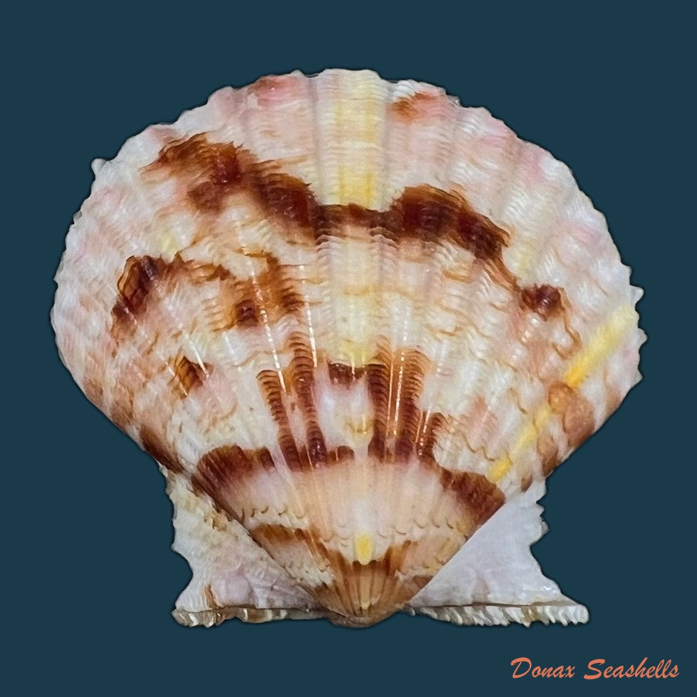 copia-de-argopecten-noronhensis-e-a-smith-1885-26-4mm