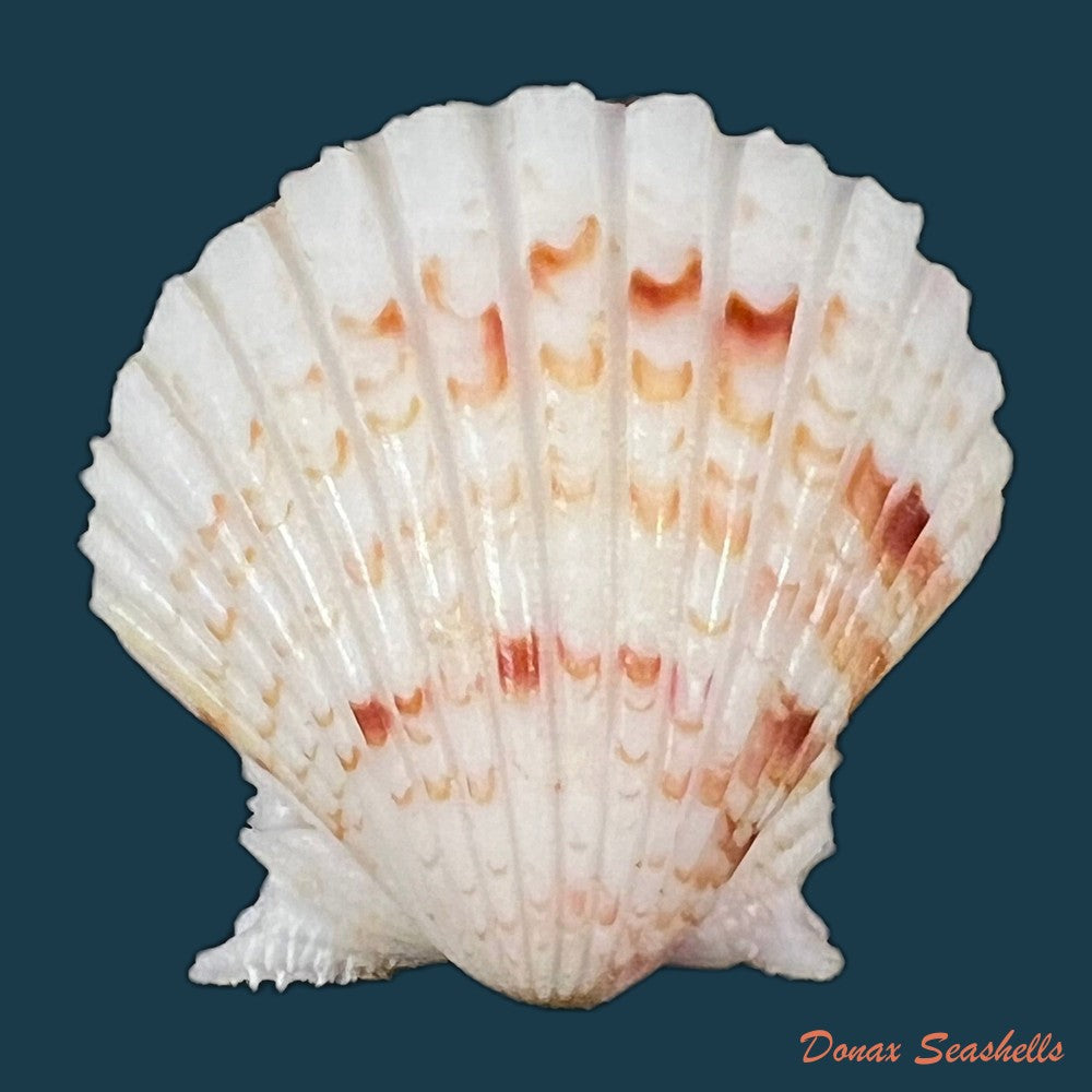 copia-de-argopecten-noronhensis-e-a-smith-1885-26-4mm