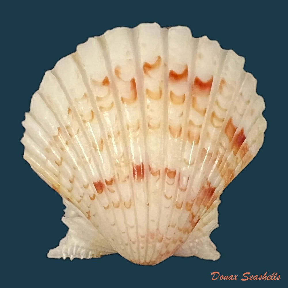 copia-de-argopecten-noronhensis-e-a-smith-1885-26-4mm