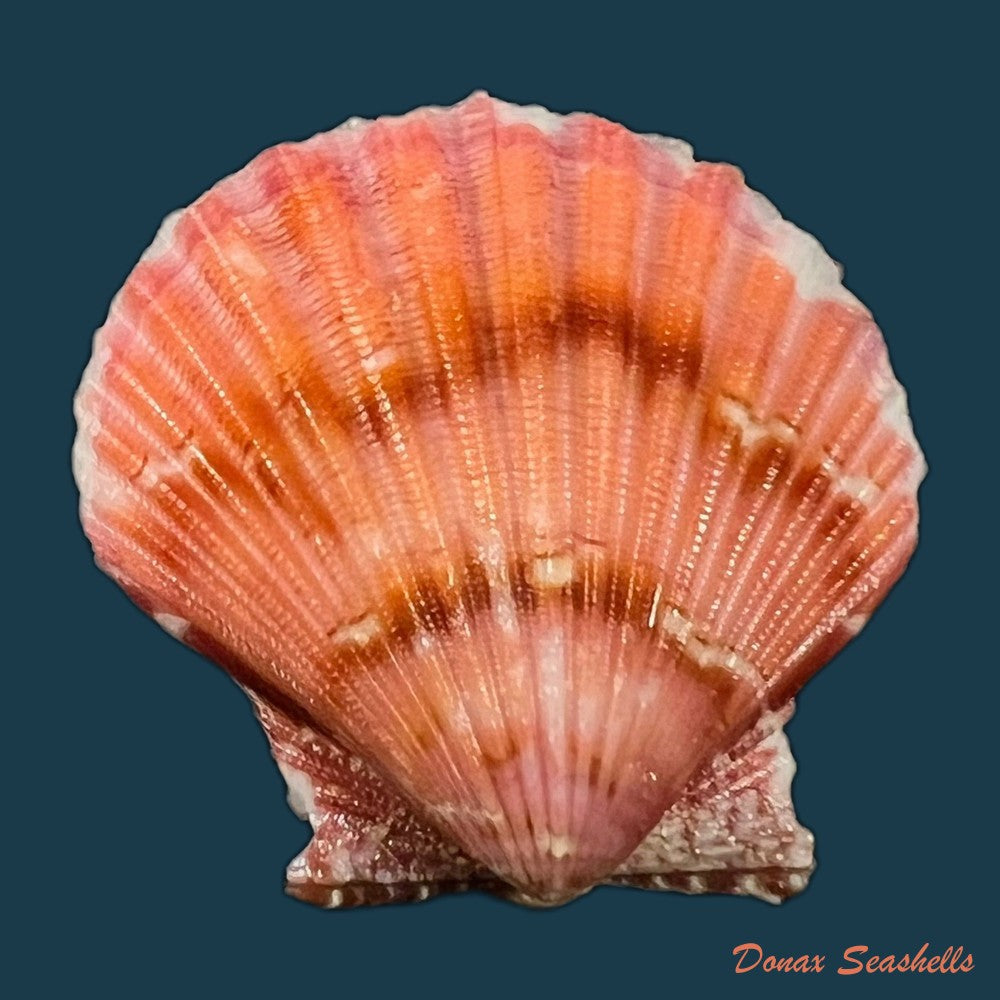 copia-de-argopecten-noronhensis-e-a-smith-1885-29-9mm
