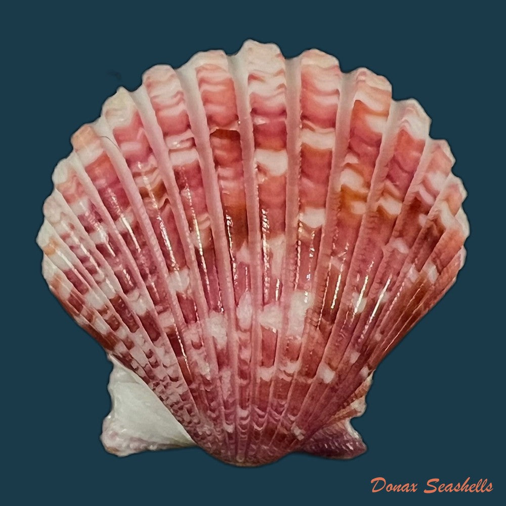 copia-de-argopecten-noronhensis-e-a-smith-1885-29-9mm