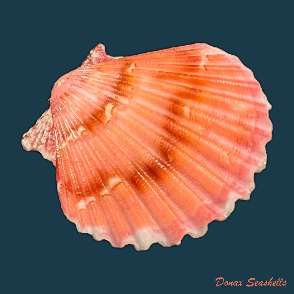 copia-de-argopecten-noronhensis-e-a-smith-1885-29-9mm