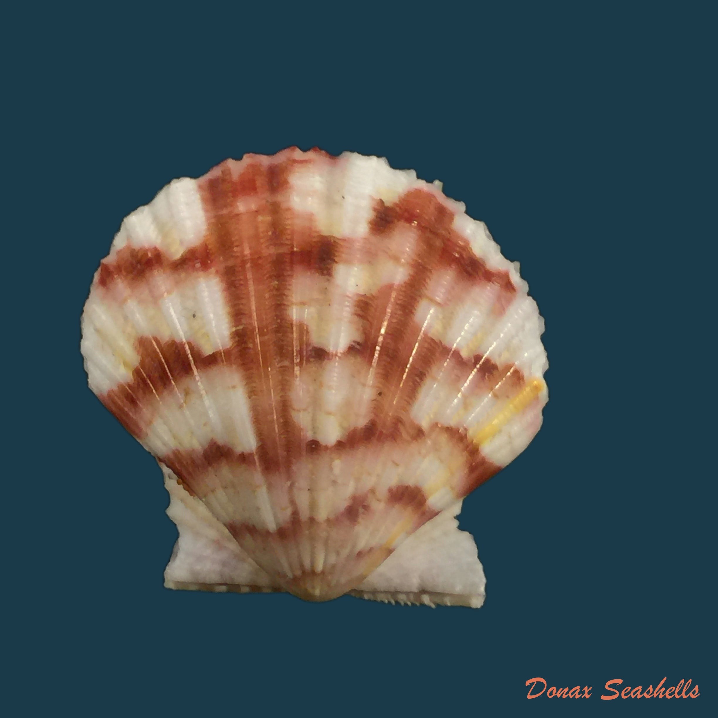 copia-de-argopecten-noronhensis-smith-1885-24-8mm