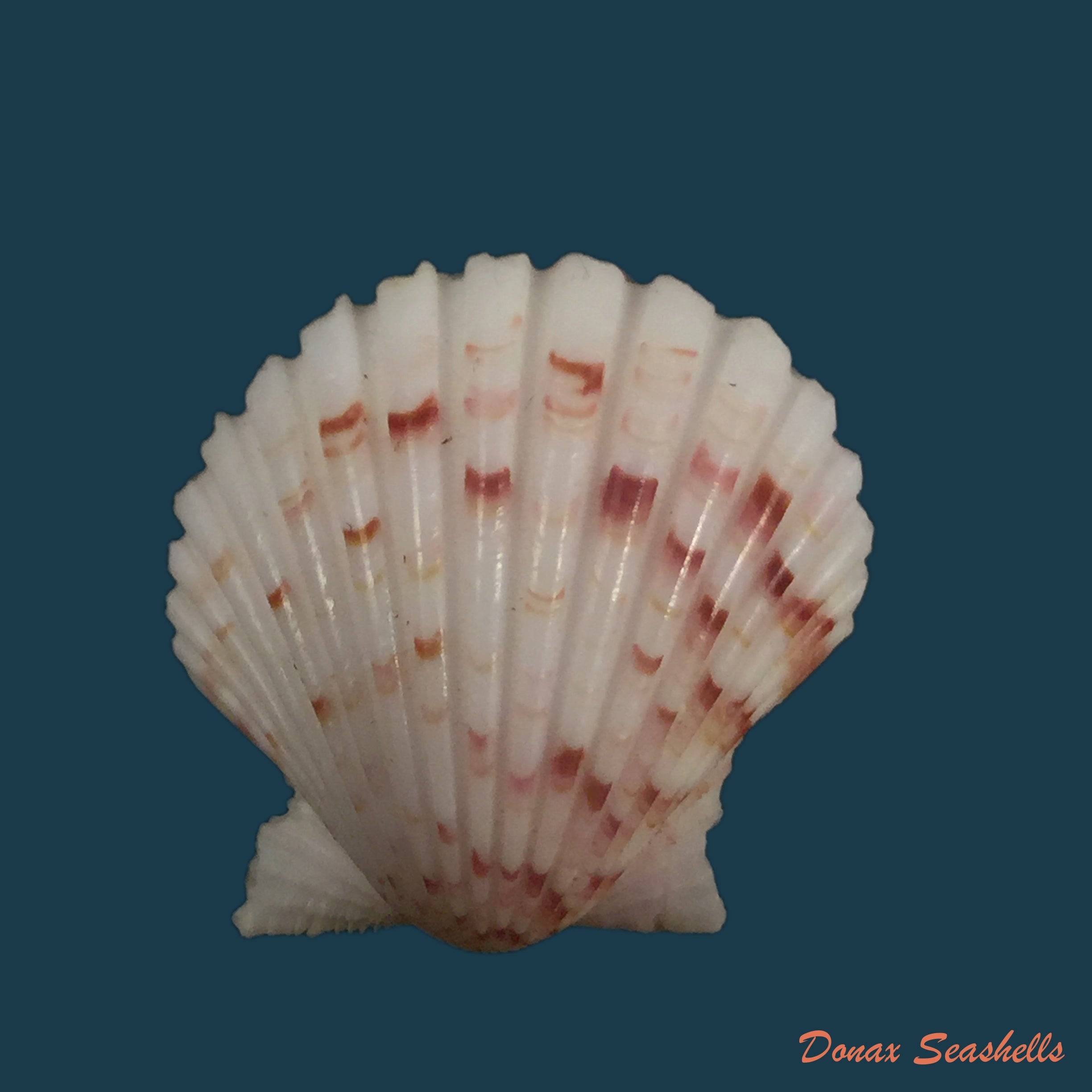 copia-de-argopecten-noronhensis-smith-1885-24-8mm