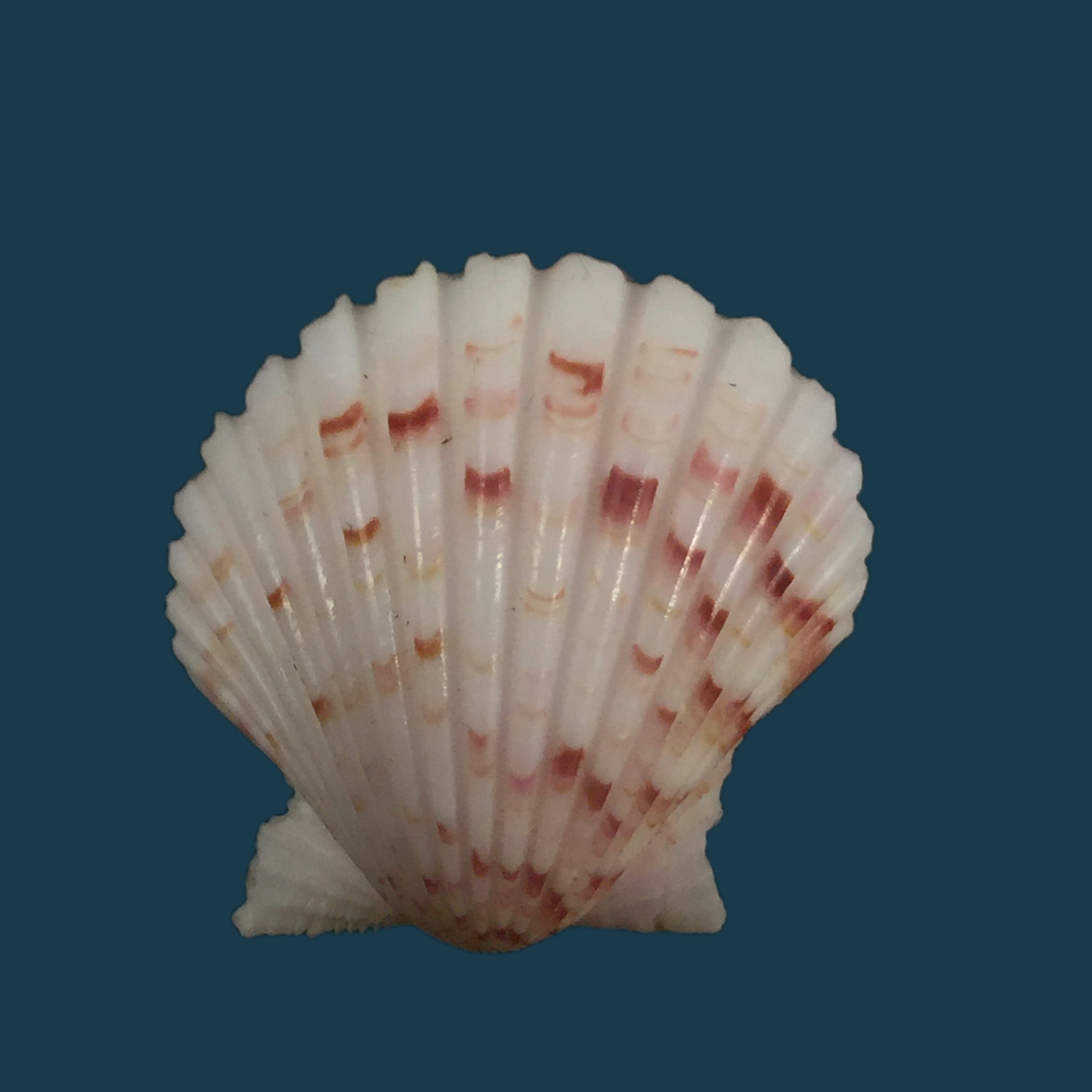诺龙扇贝 (Smith, 1885) - 21,6mm
