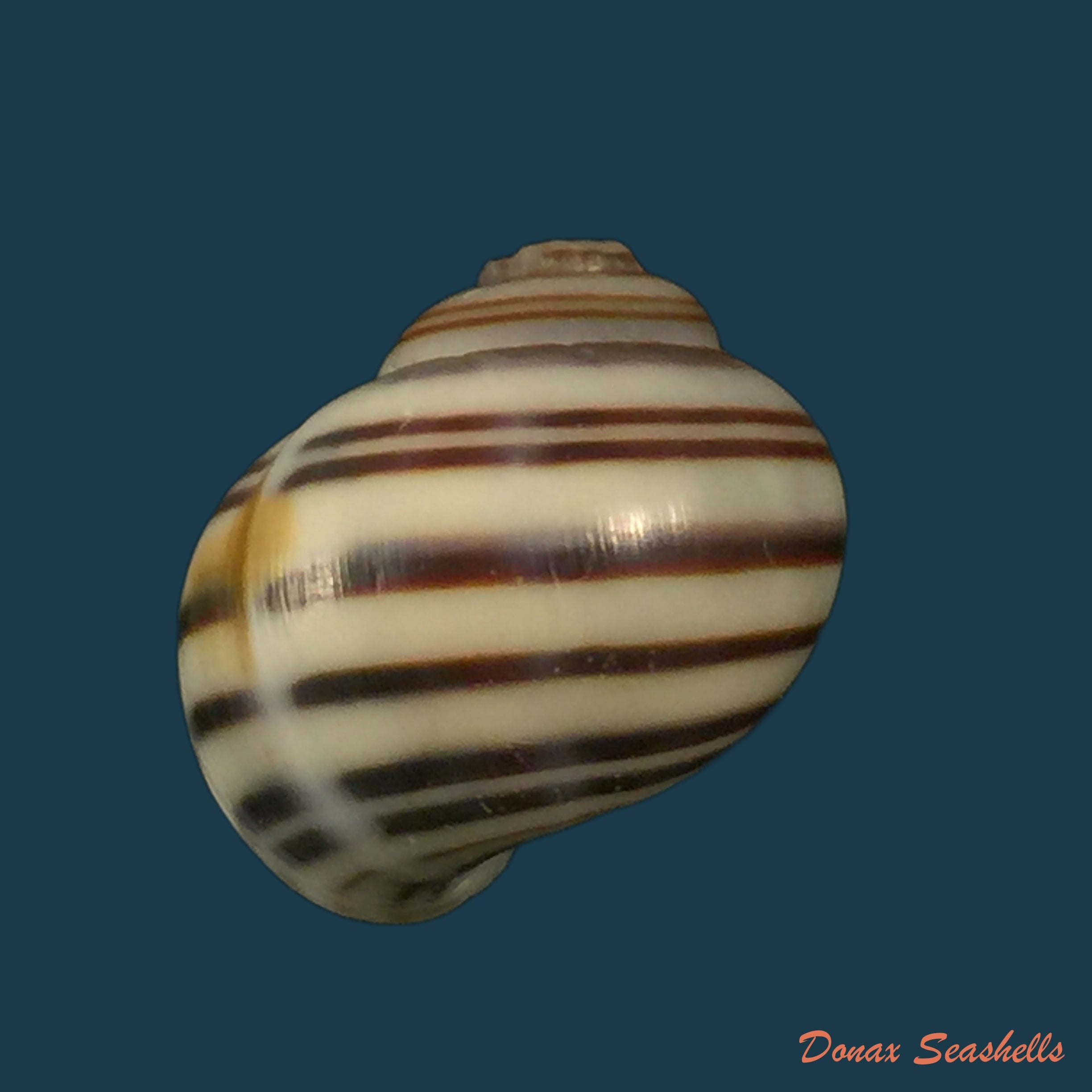 copia-de-asolene-pulchella-anton-1835