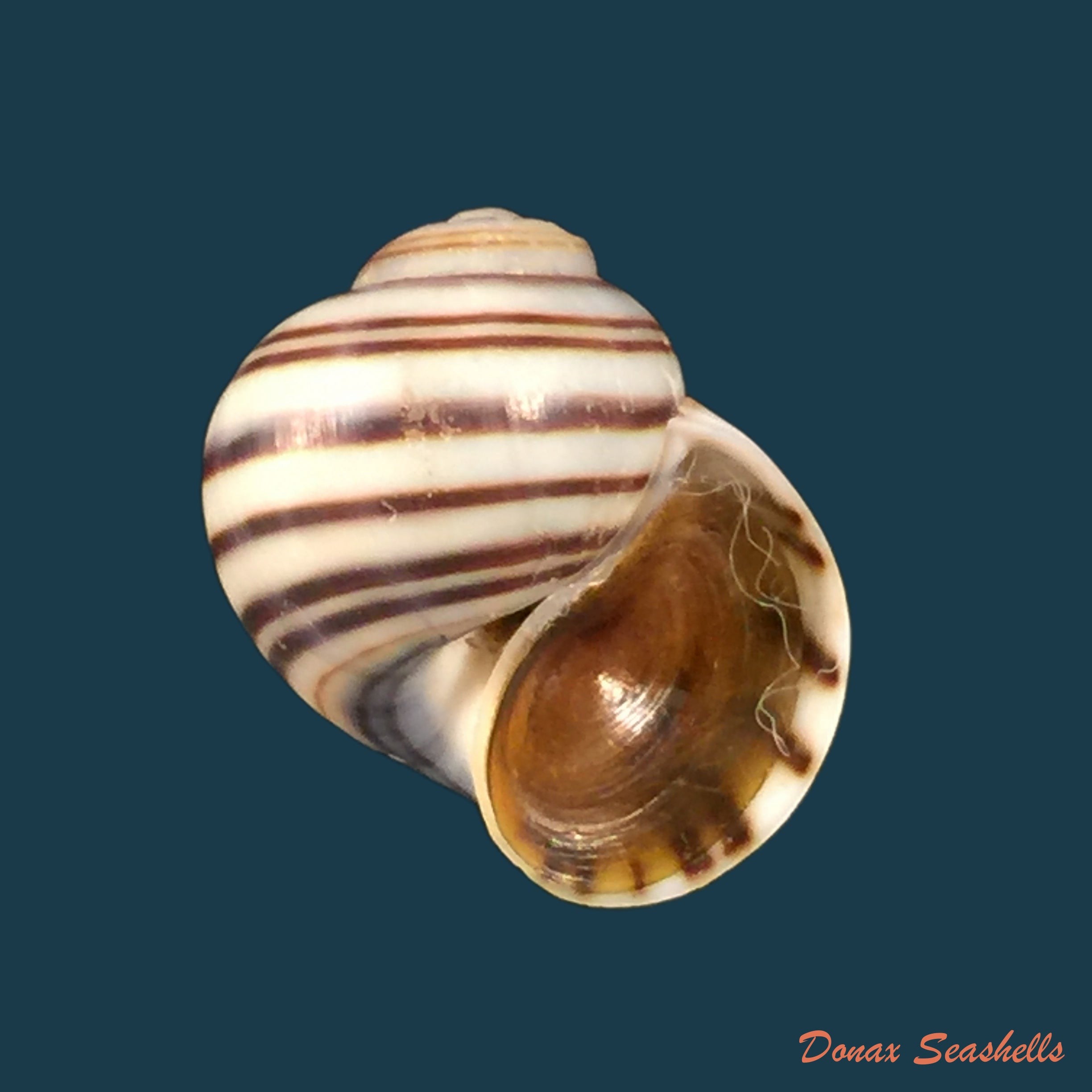 copia-de-asolene-pulchella-anton-1835