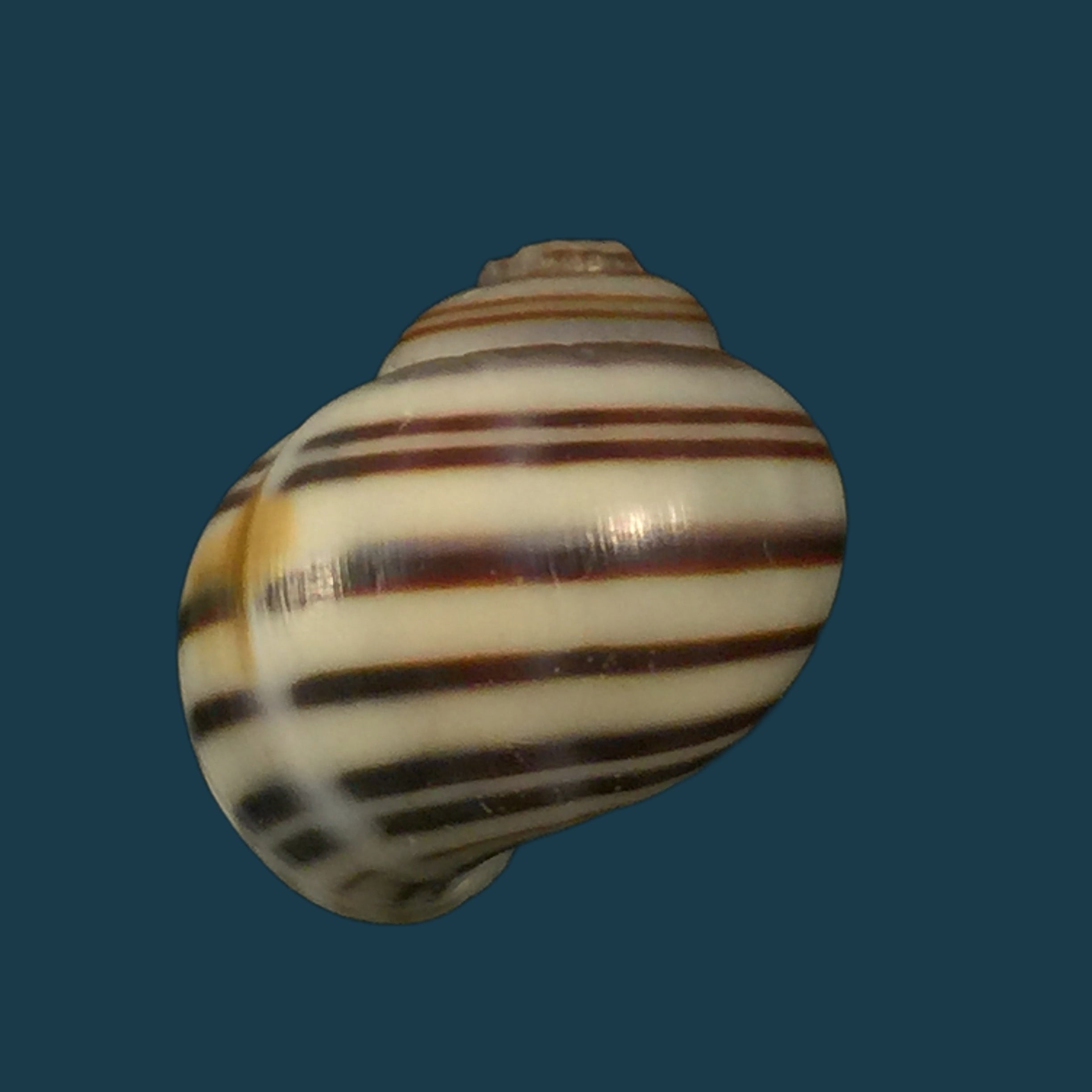 Asolene pulchella (安东, 1835) - 20,5mm