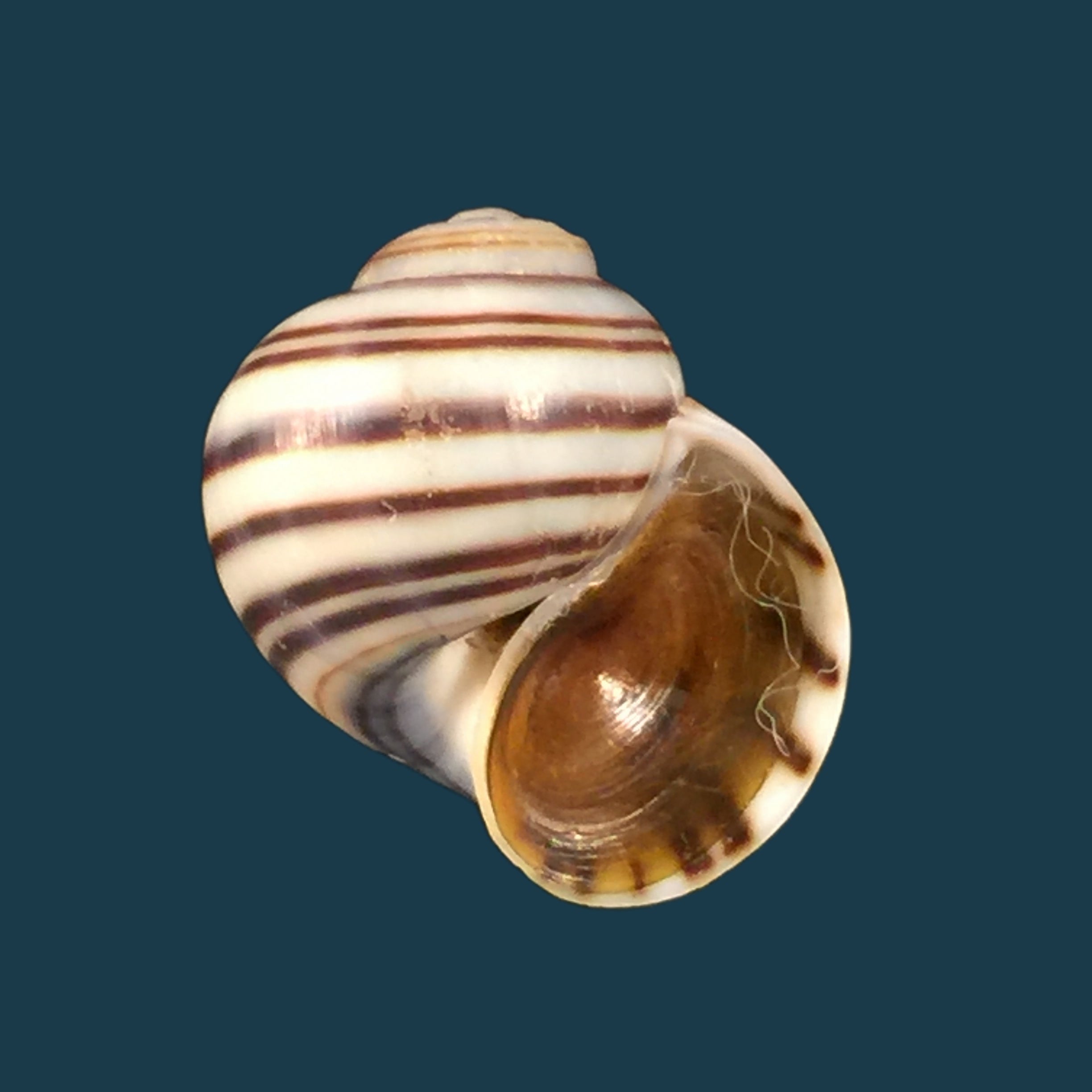 Asolene pulchella (安东, 1835) - 20,5mm