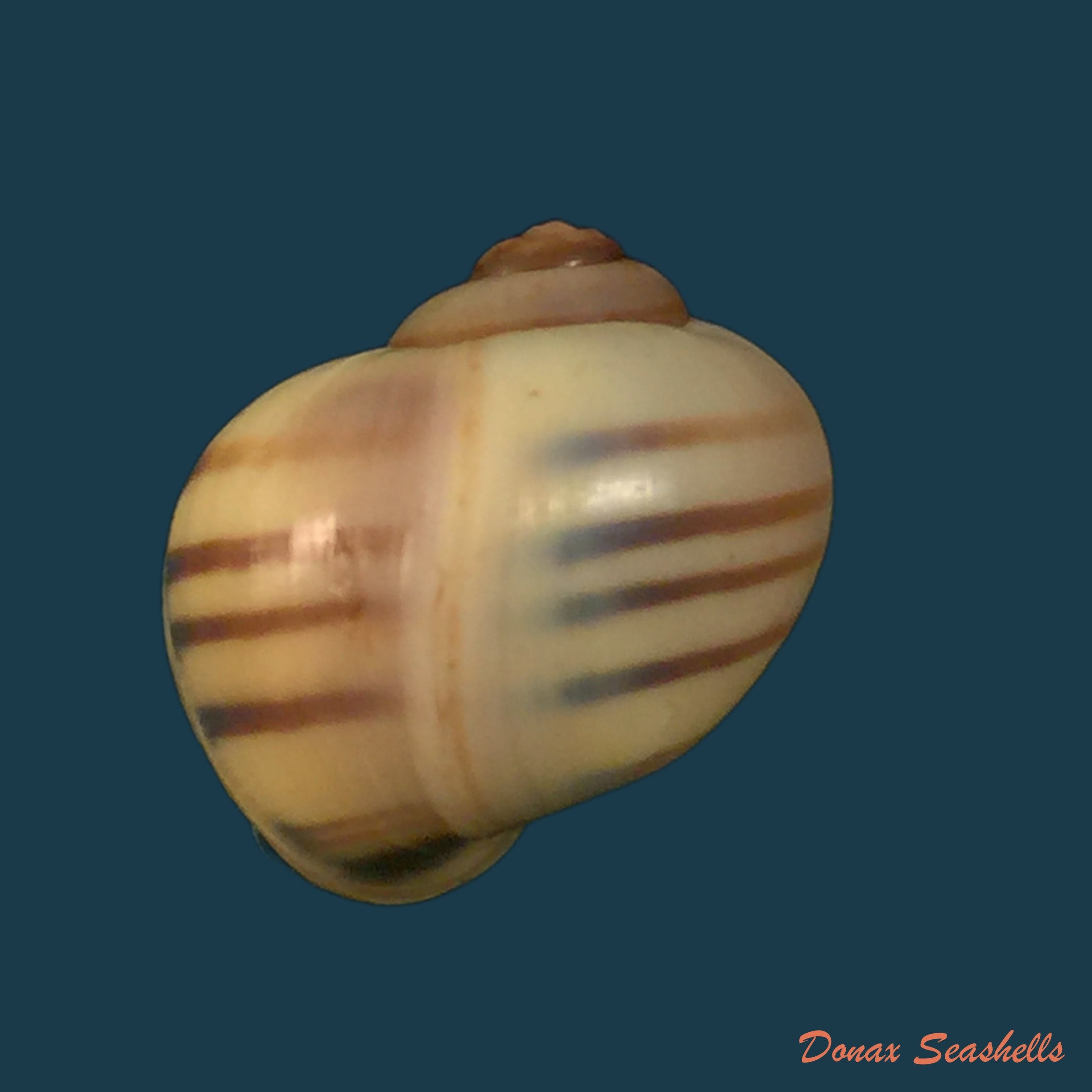 copia-de-asolene-pulchella-anton-1836