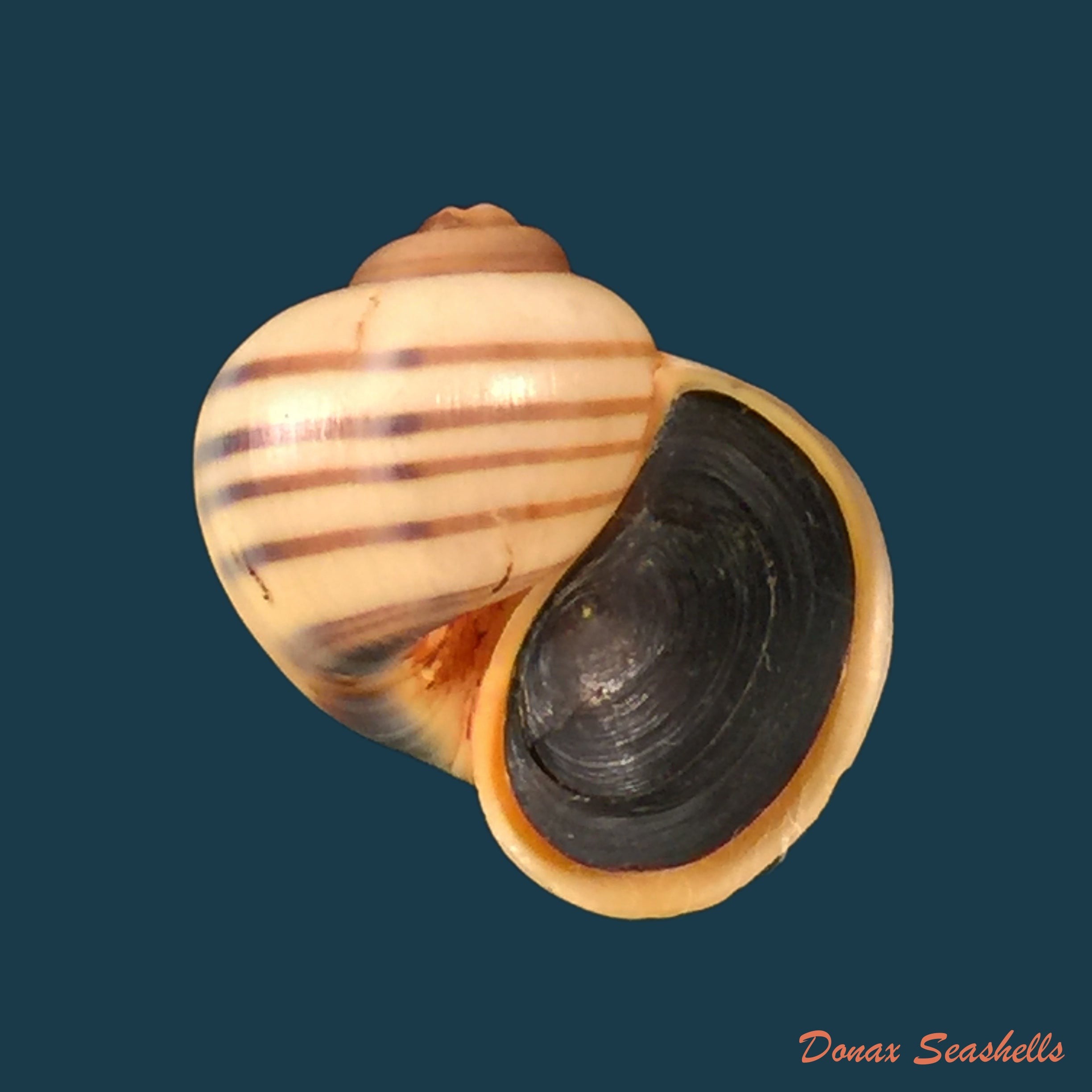 copia-de-asolene-pulchella-anton-1836