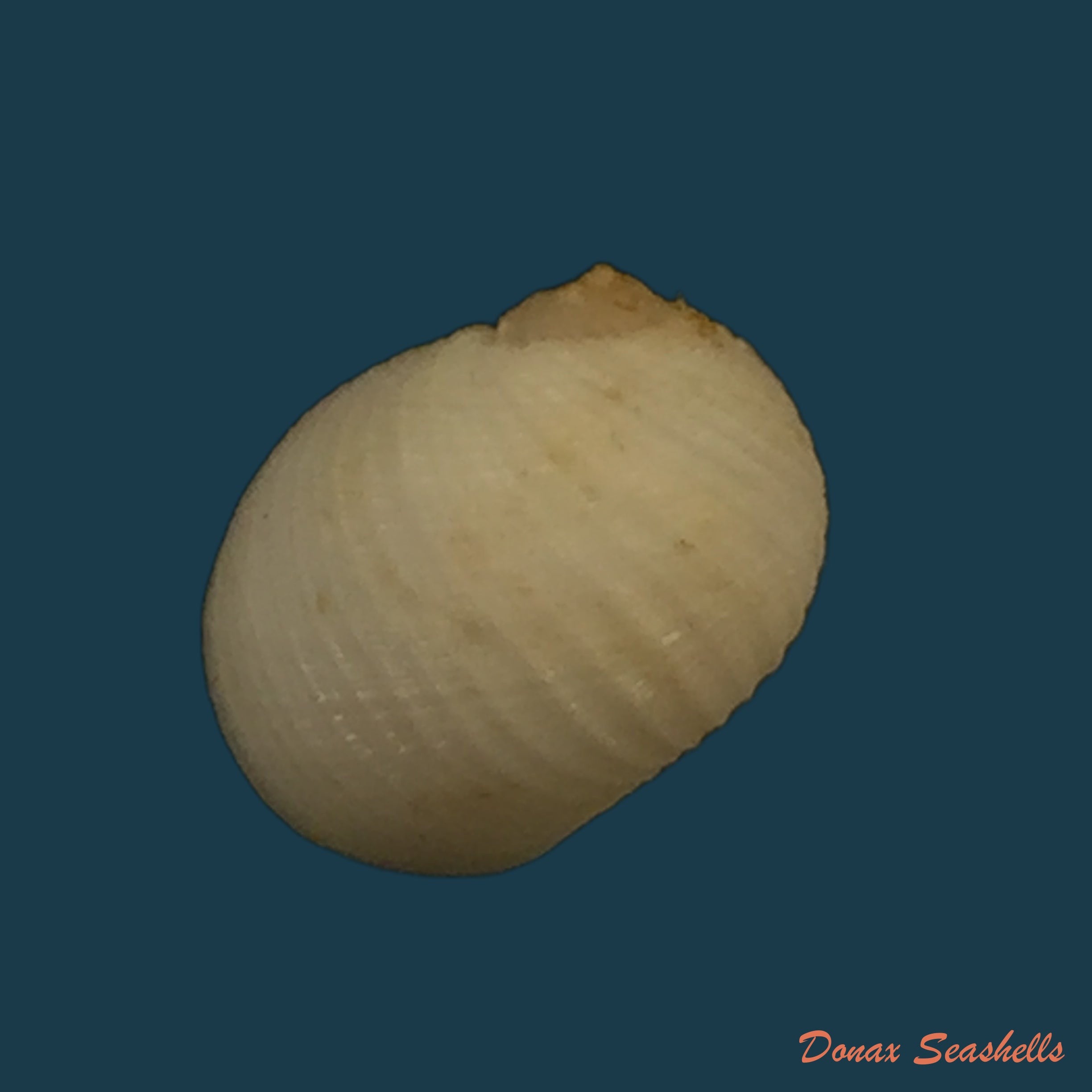 copia-de-aspa-marginata-gmelin-1791-24-9mm