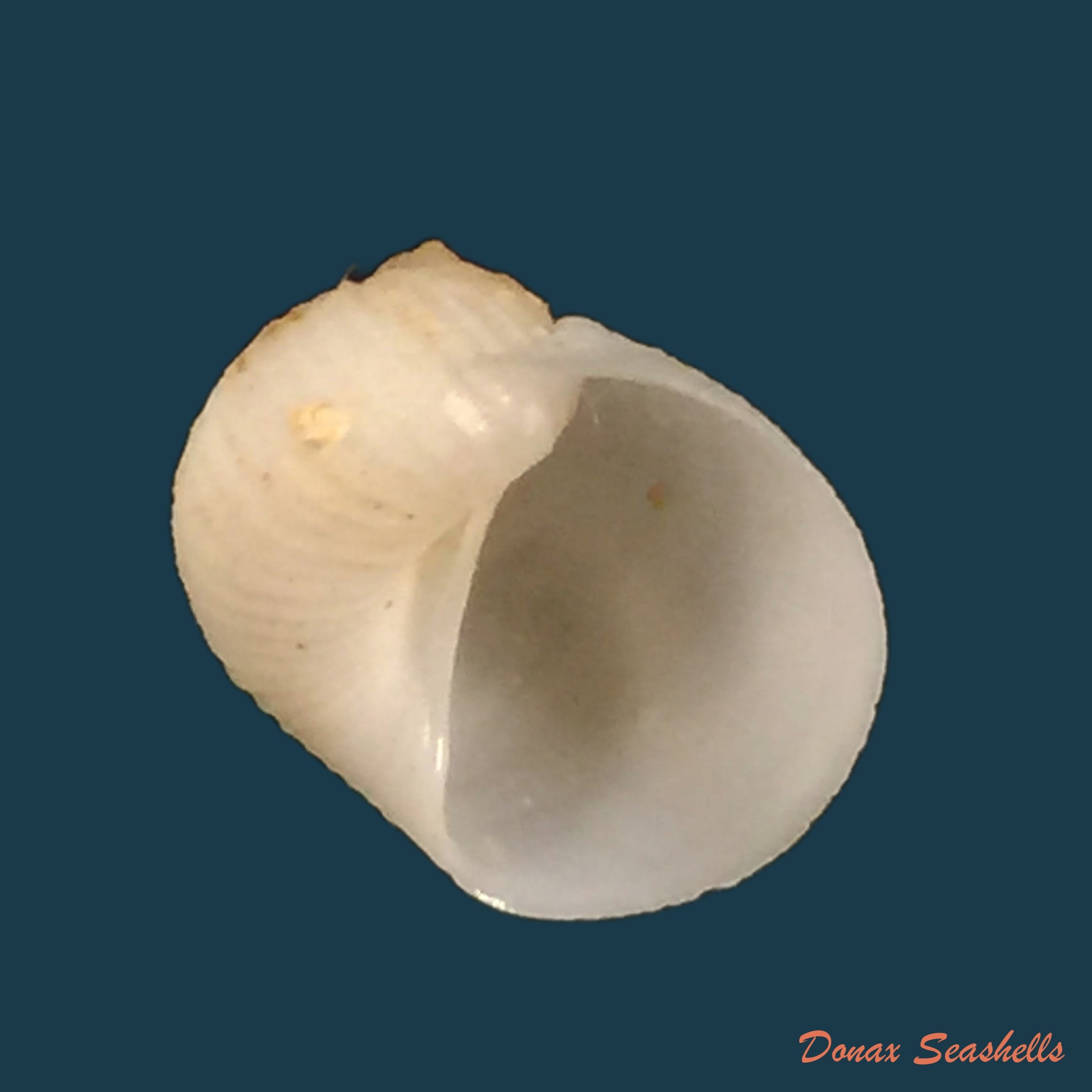 copia-de-aspa-marginata-gmelin-1791-24-9mm