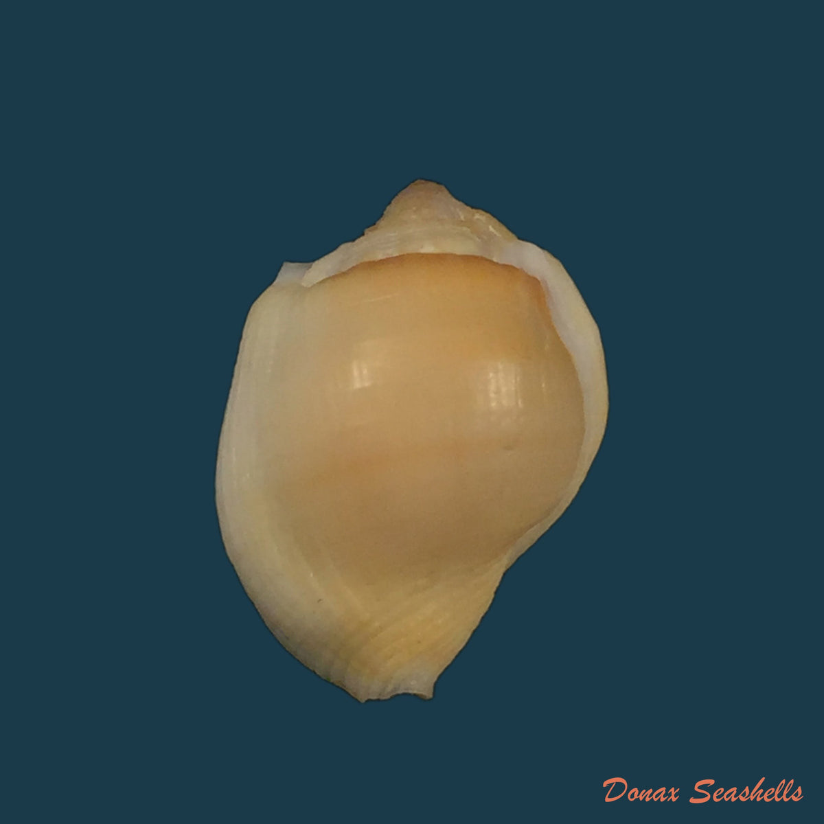 copia-de-aspa-marginata-gmelin-1791-25-2mm