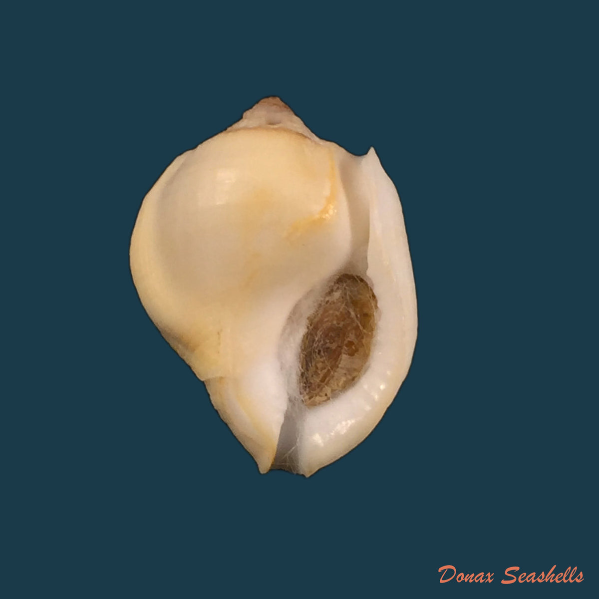 copia-de-aspa-marginata-gmelin-1791-25-2mm
