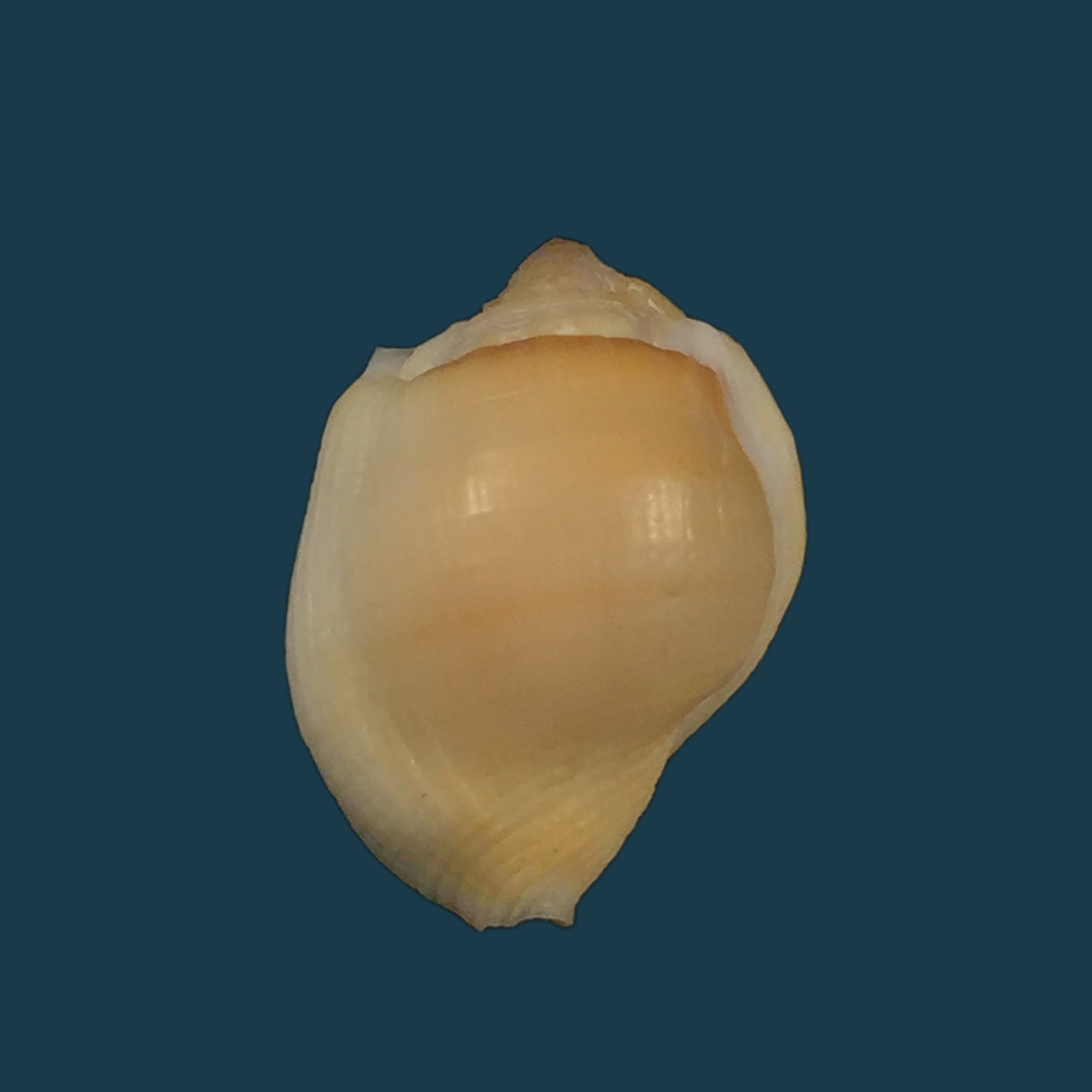 Aspa marginata (Gmelin, 1791) - 24,9mm
