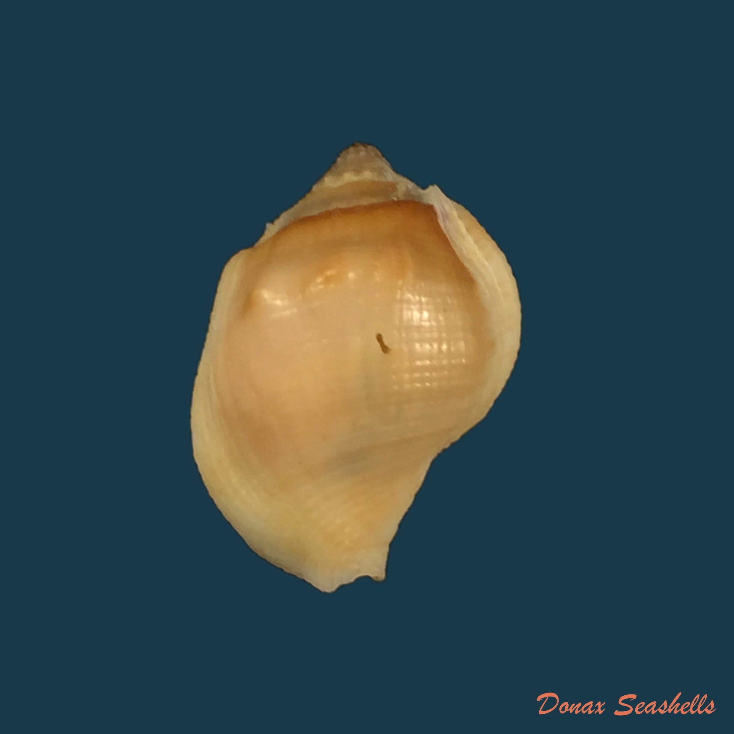 copia-de-aspa-marginata-gmelin-1791-25-9mm