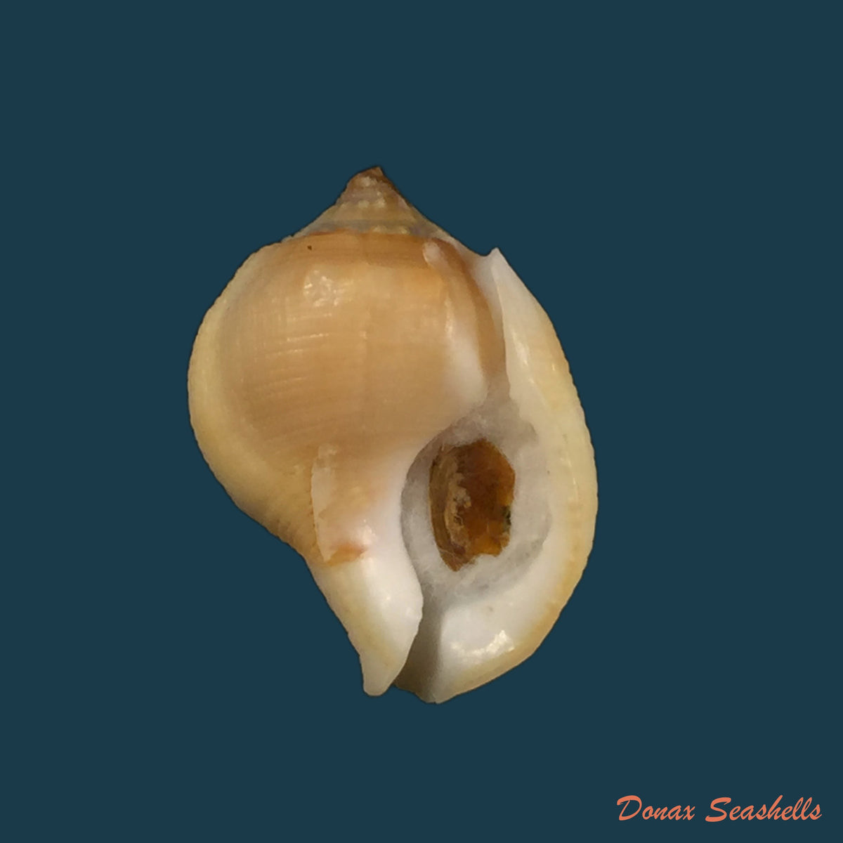 copia-de-aspa-marginata-gmelin-1791-25-9mm
