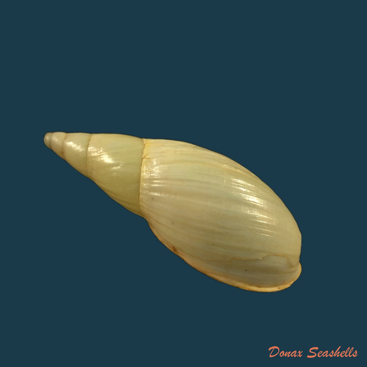 copia-de-aspastus-miltocheilus-manugiensis-b-rensch-1934-54-1mm-1