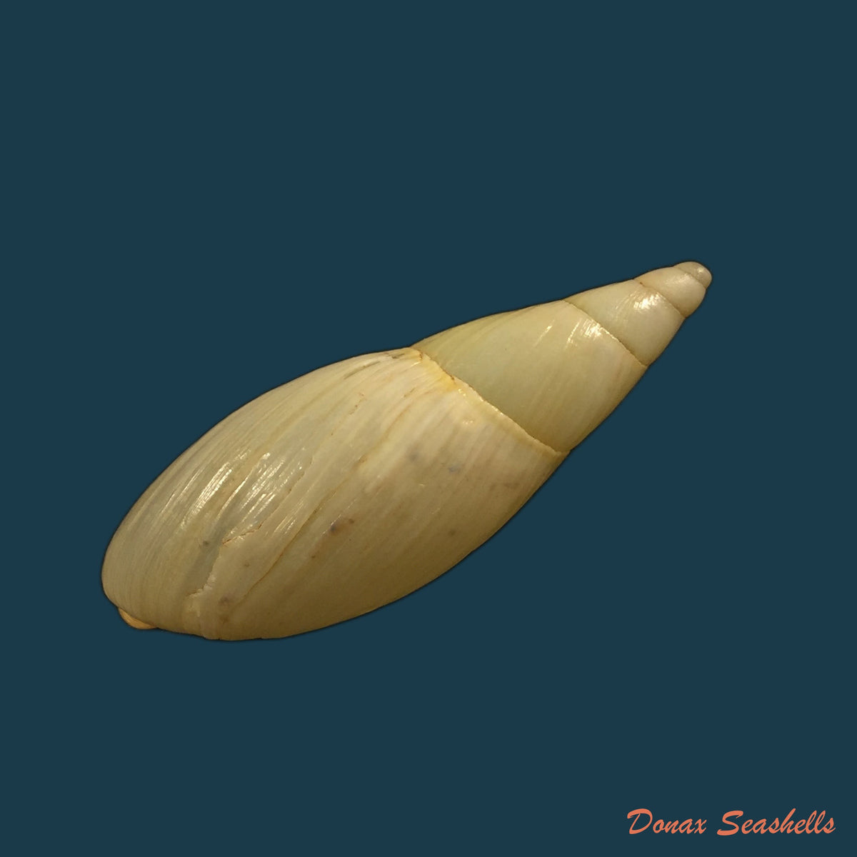 copia-de-aspastus-miltocheilus-manugiensis-b-rensch-1934-54-1mm-1