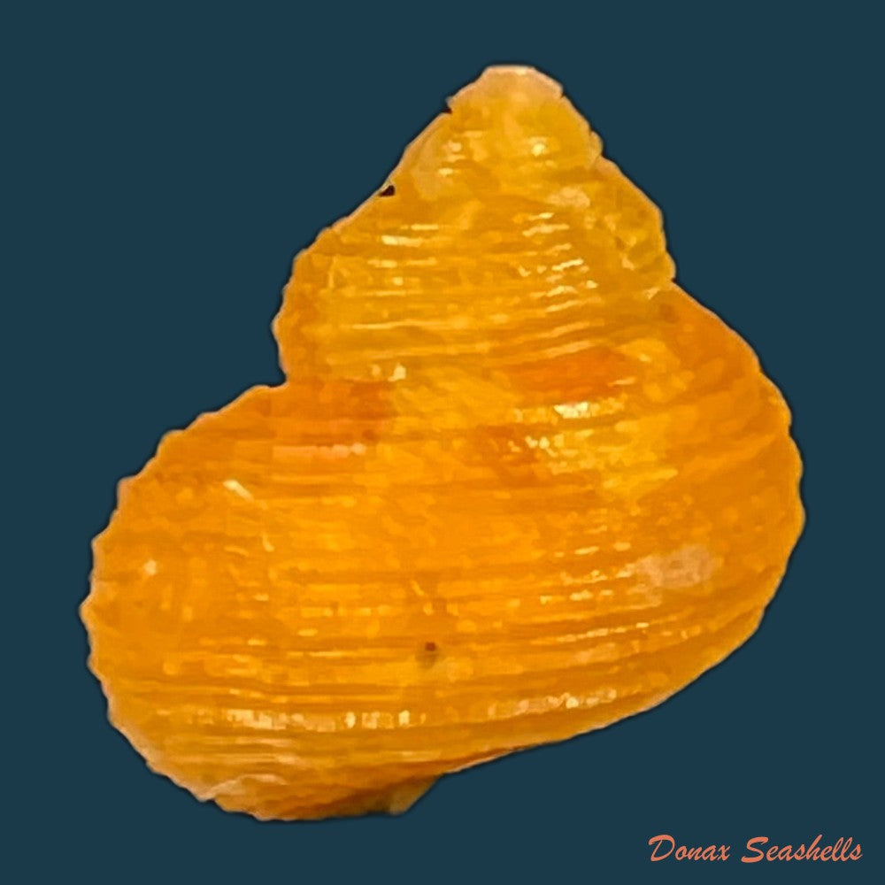 copia-de-astralium-pileolum-reeve-1842-41mm