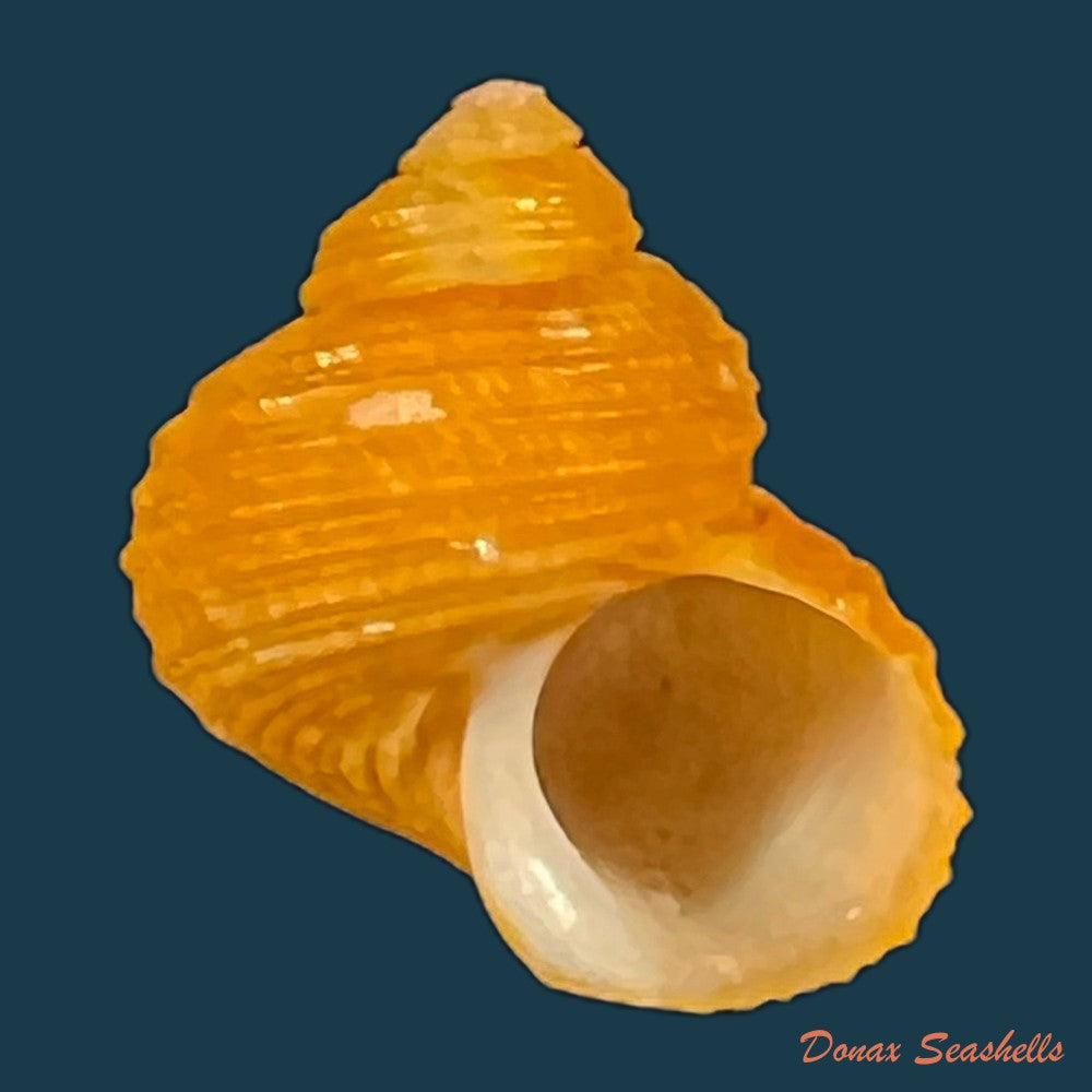 copia-de-astralium-pileolum-reeve-1842-41mm