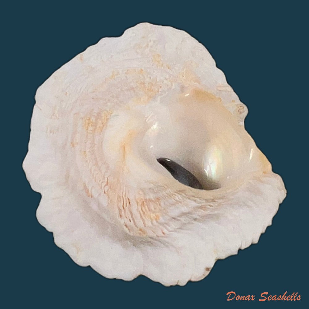copia-de-astralium-pileolum-reeve-1842-42-5mm