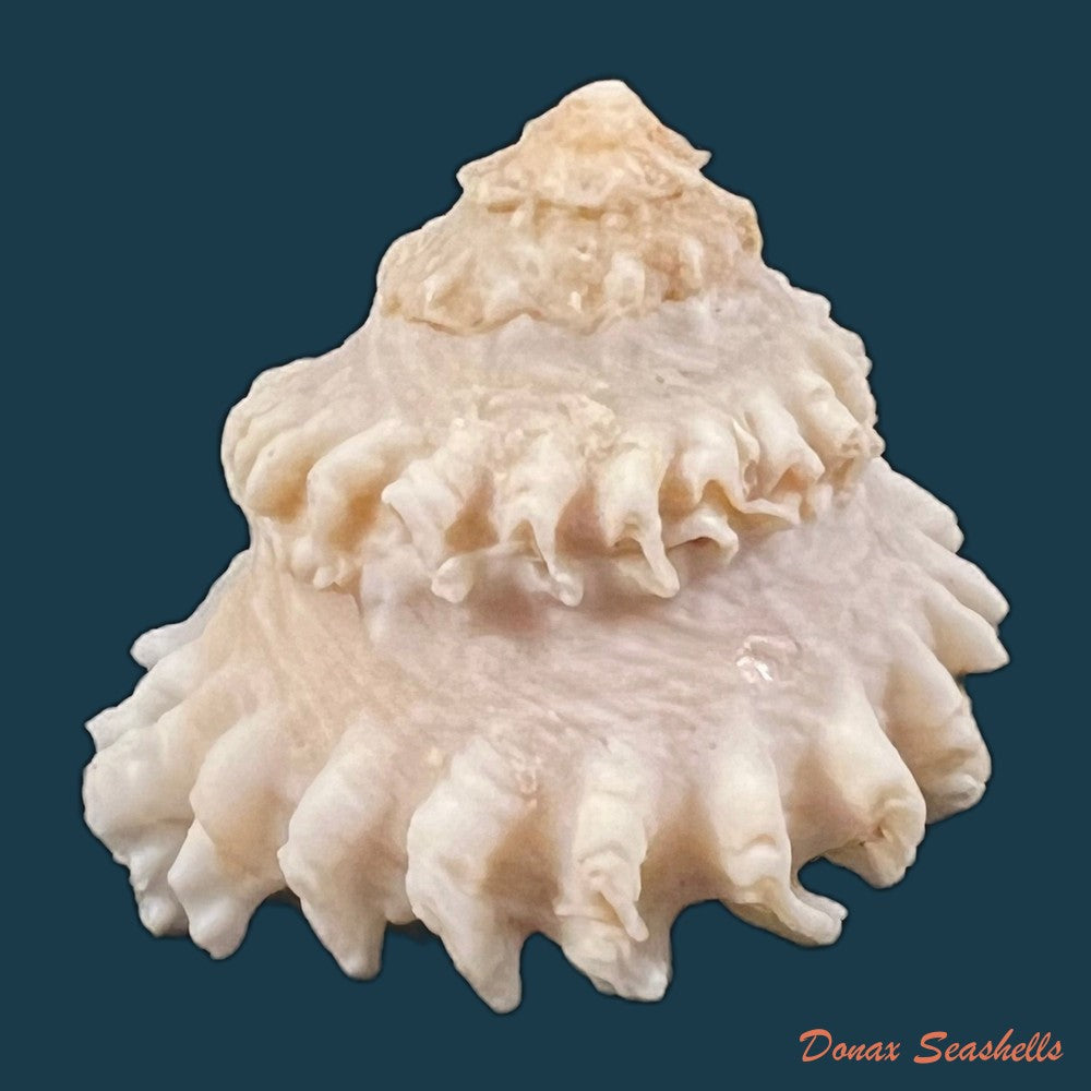 copia-de-astralium-rotularium-lamarck-1822-33-2mm-1