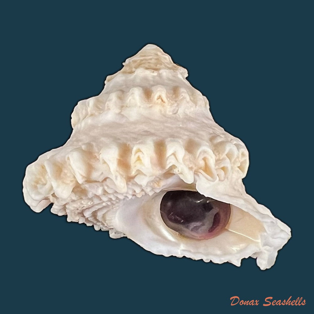 copia-de-astralium-rotularium-lamarck-1822-33-2mm-1